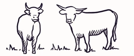 Rinderrasse: Aubrac