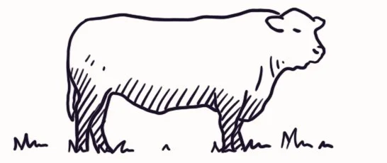 Rinderrasse: Angus
