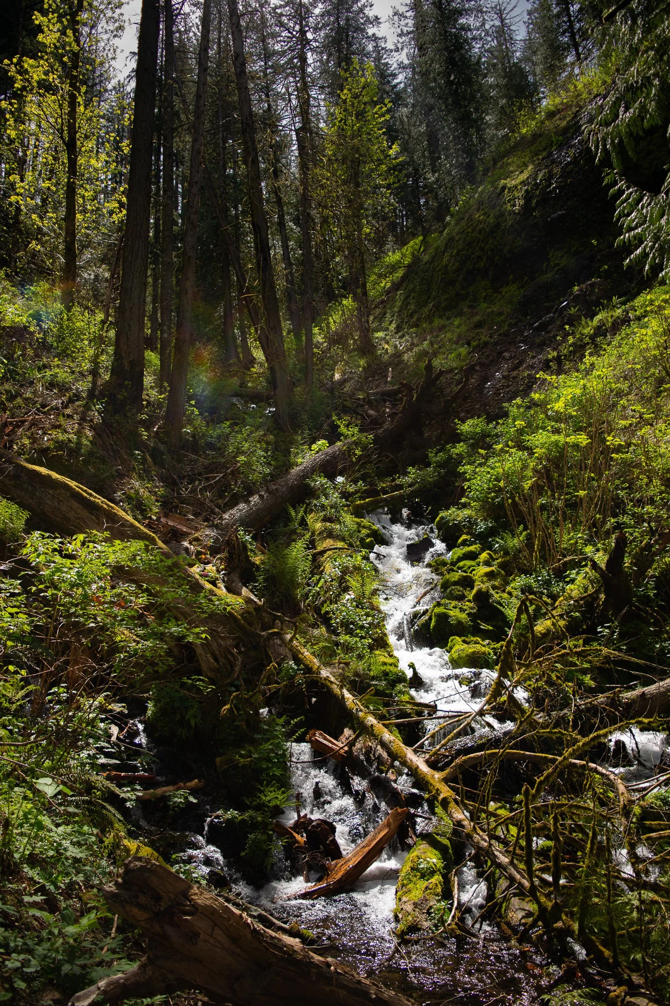 DSC_0170.jpg
