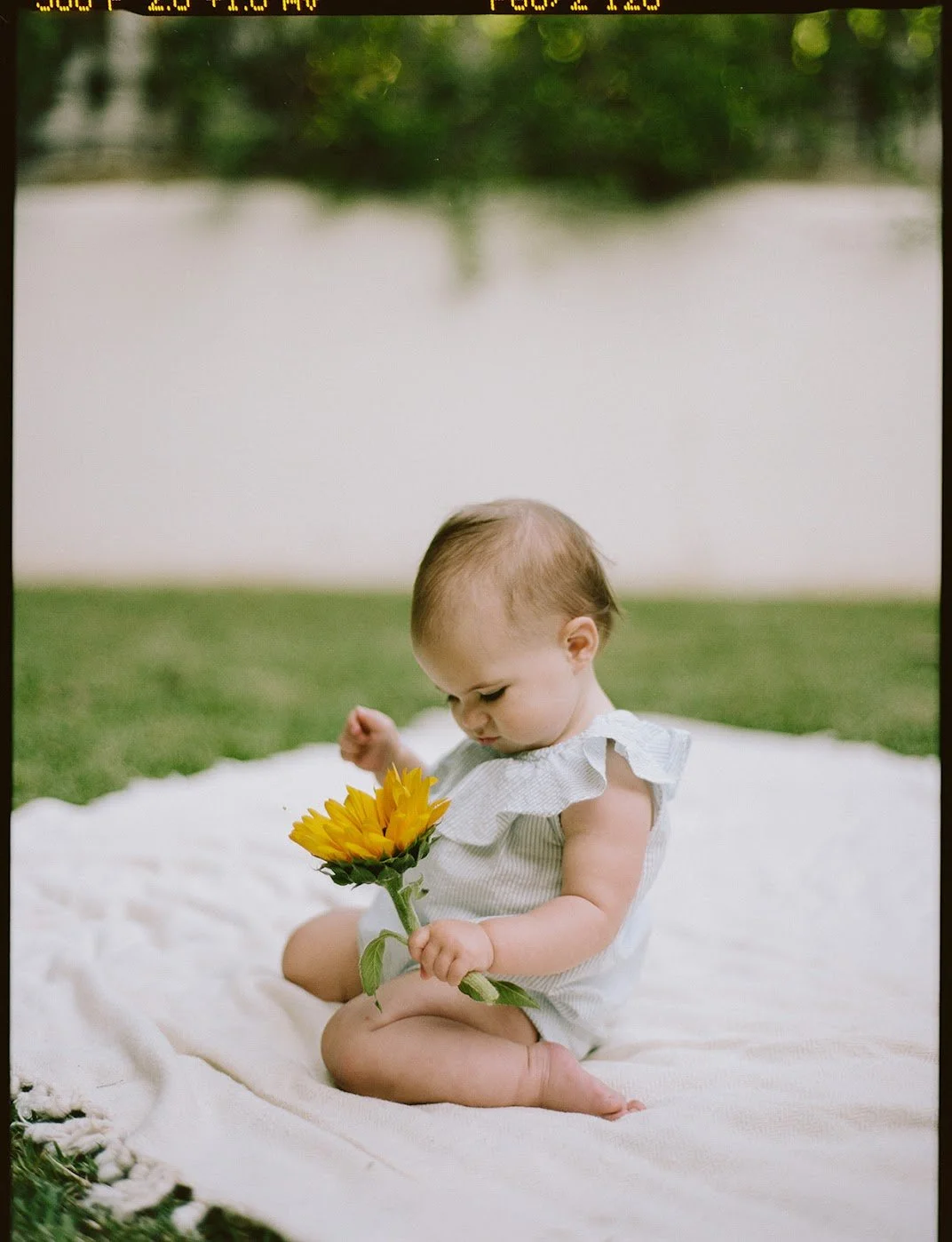 A young child sitting on a cream-colored blanket outdoors, holding a sunflower, with grass and a white wall in the background.