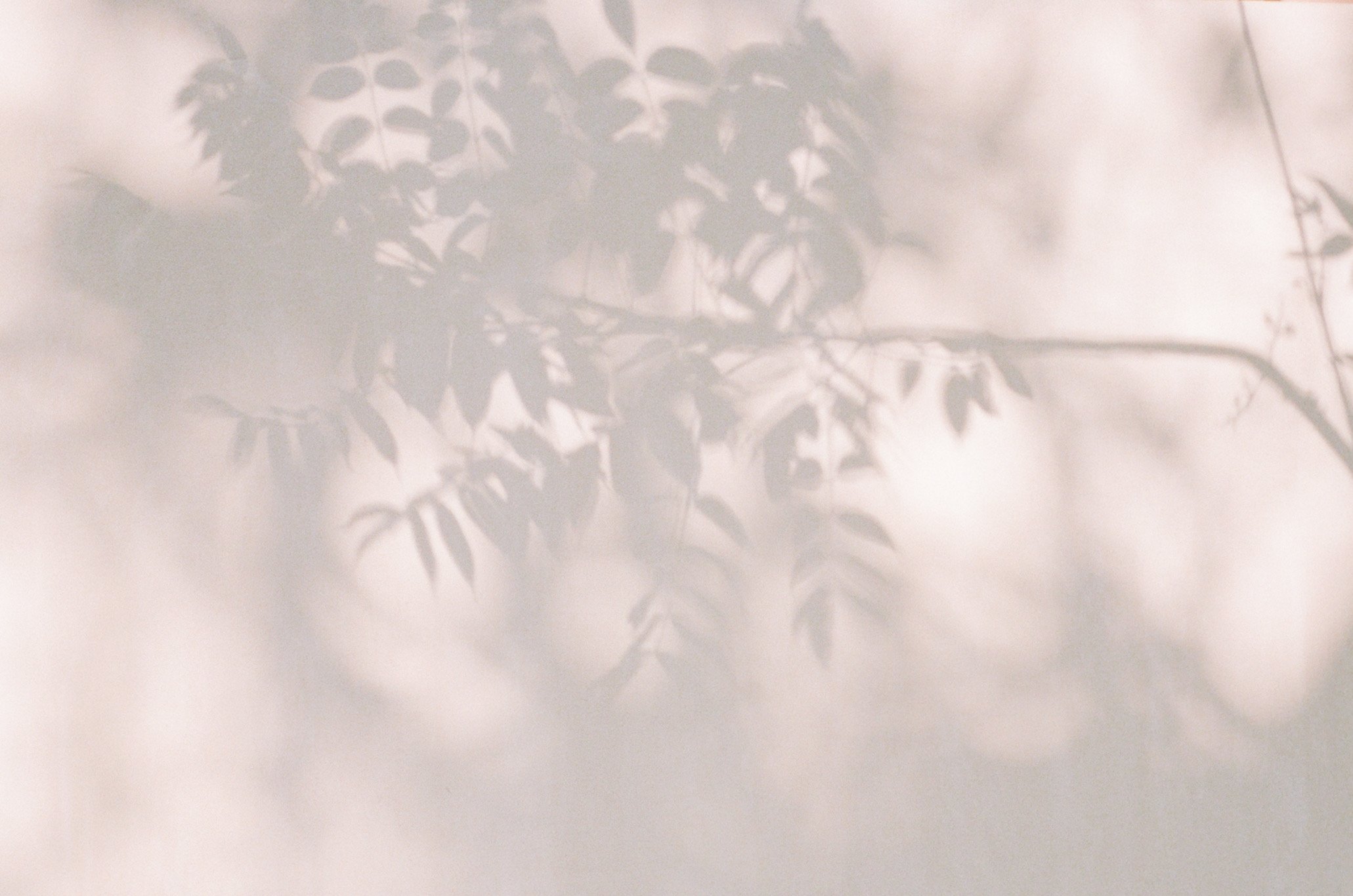 Shadow of a leafy plant cast on a light-colored wall.