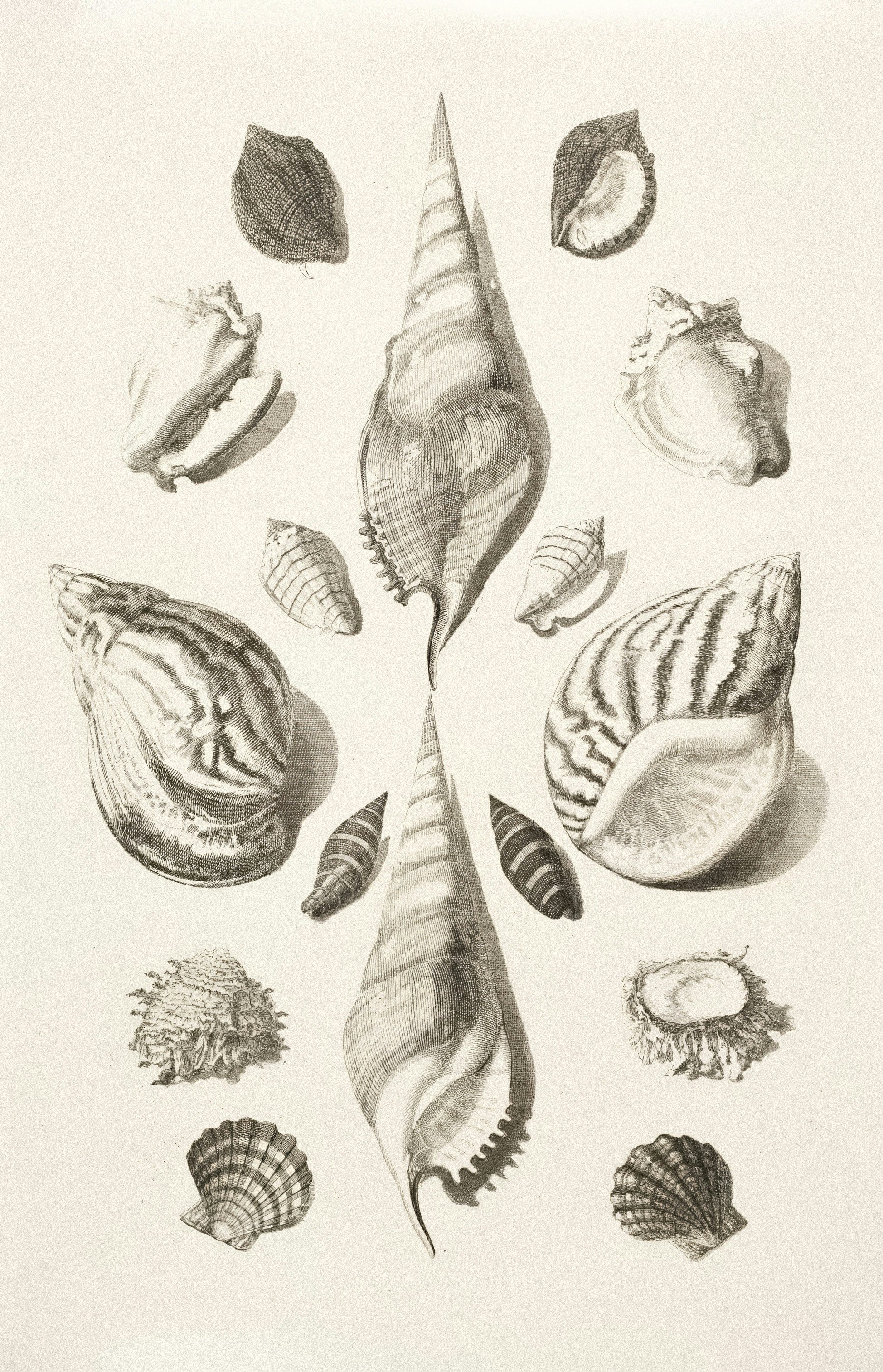 Illustration of various seashells and conch shells arranged in a pattern.