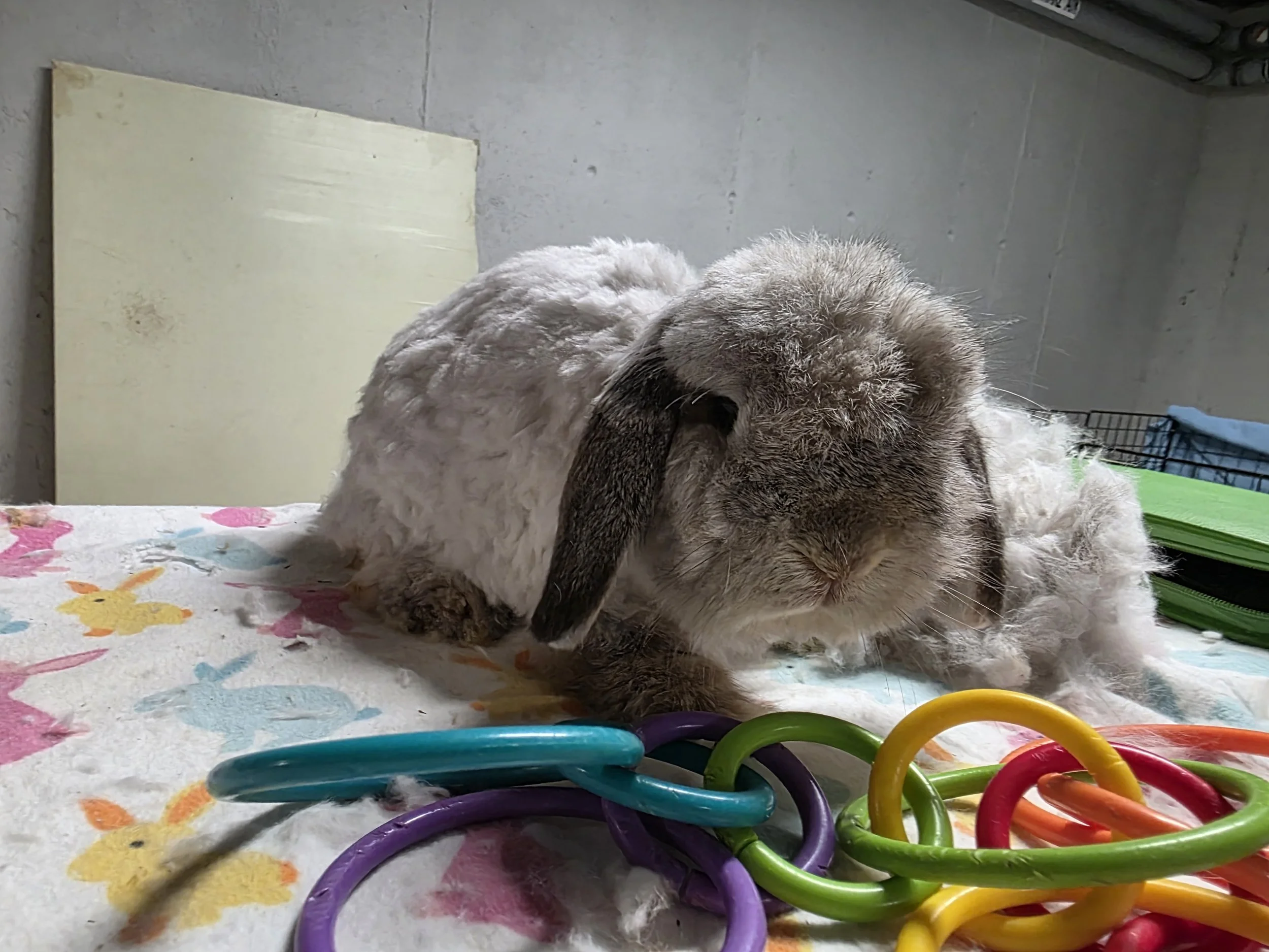 Angora Beauty Trim