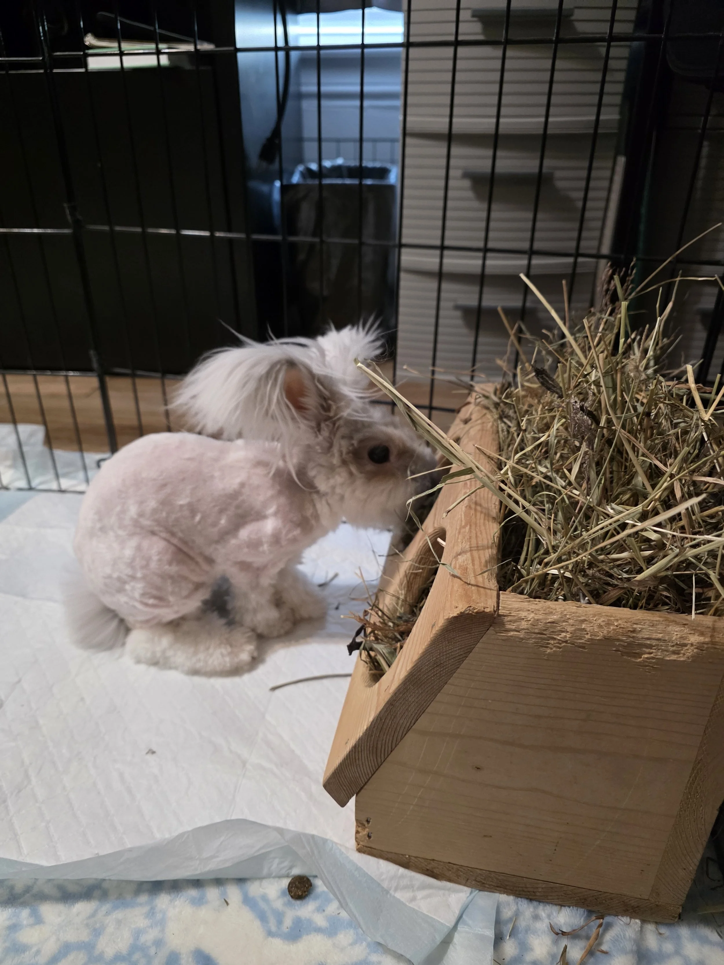 Angora Designer Lion Cut