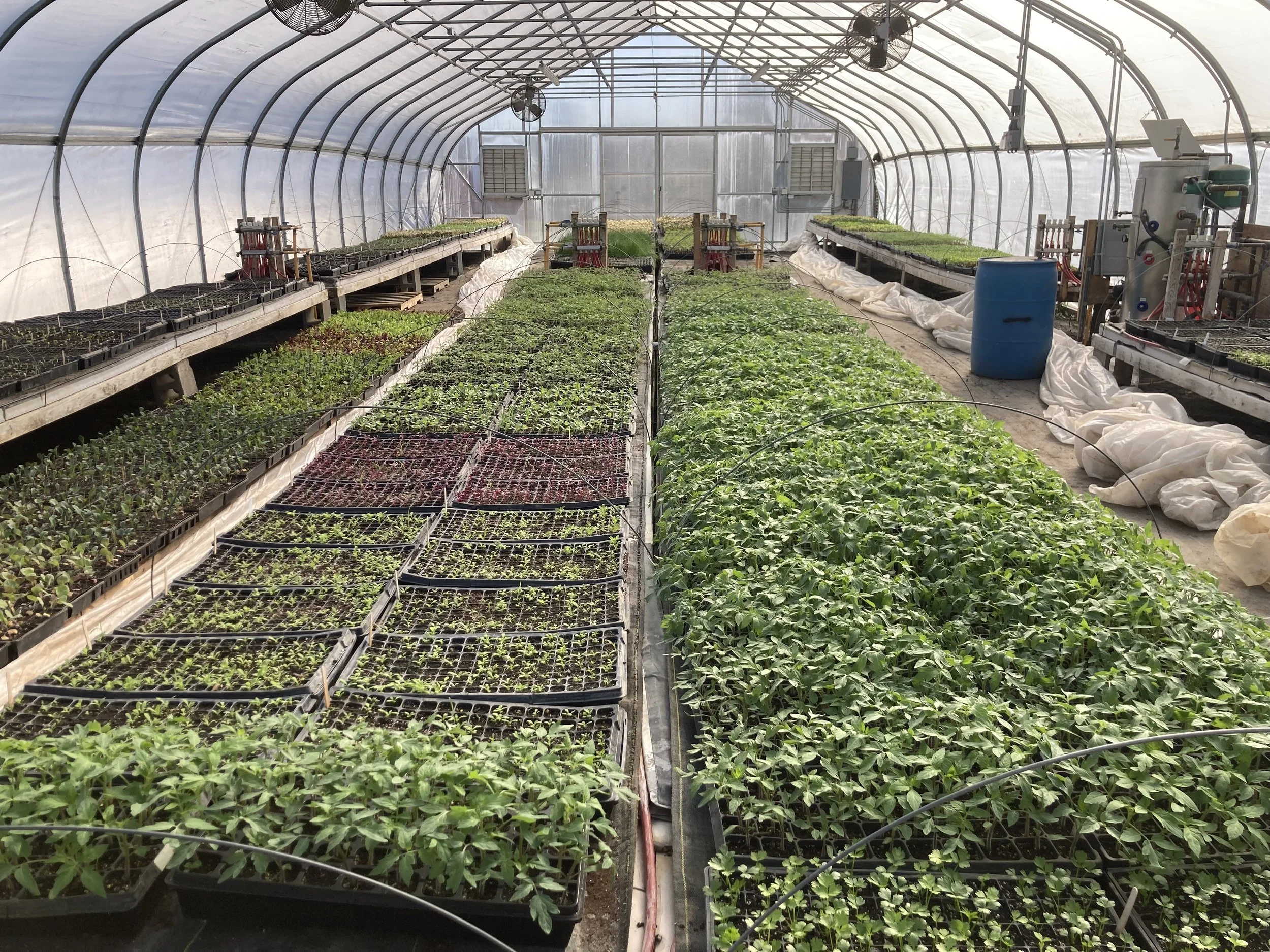 Inside a greenhouse with multiple rows of potted plants and seedlings, some watering and irrigation systems, and fans mounted on the ceiling.