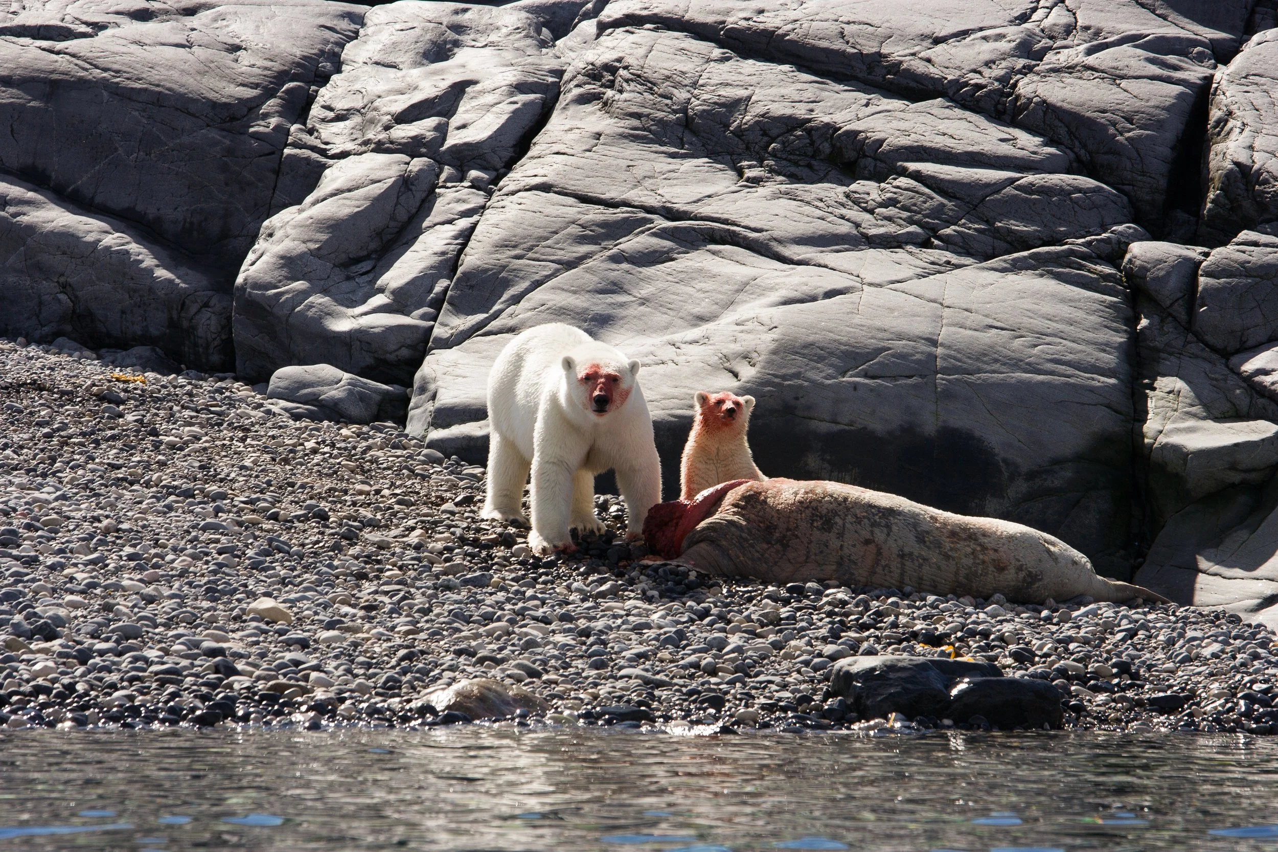  ARCTIC a hungry polar bear mom and cub feasting on a walrus carcass