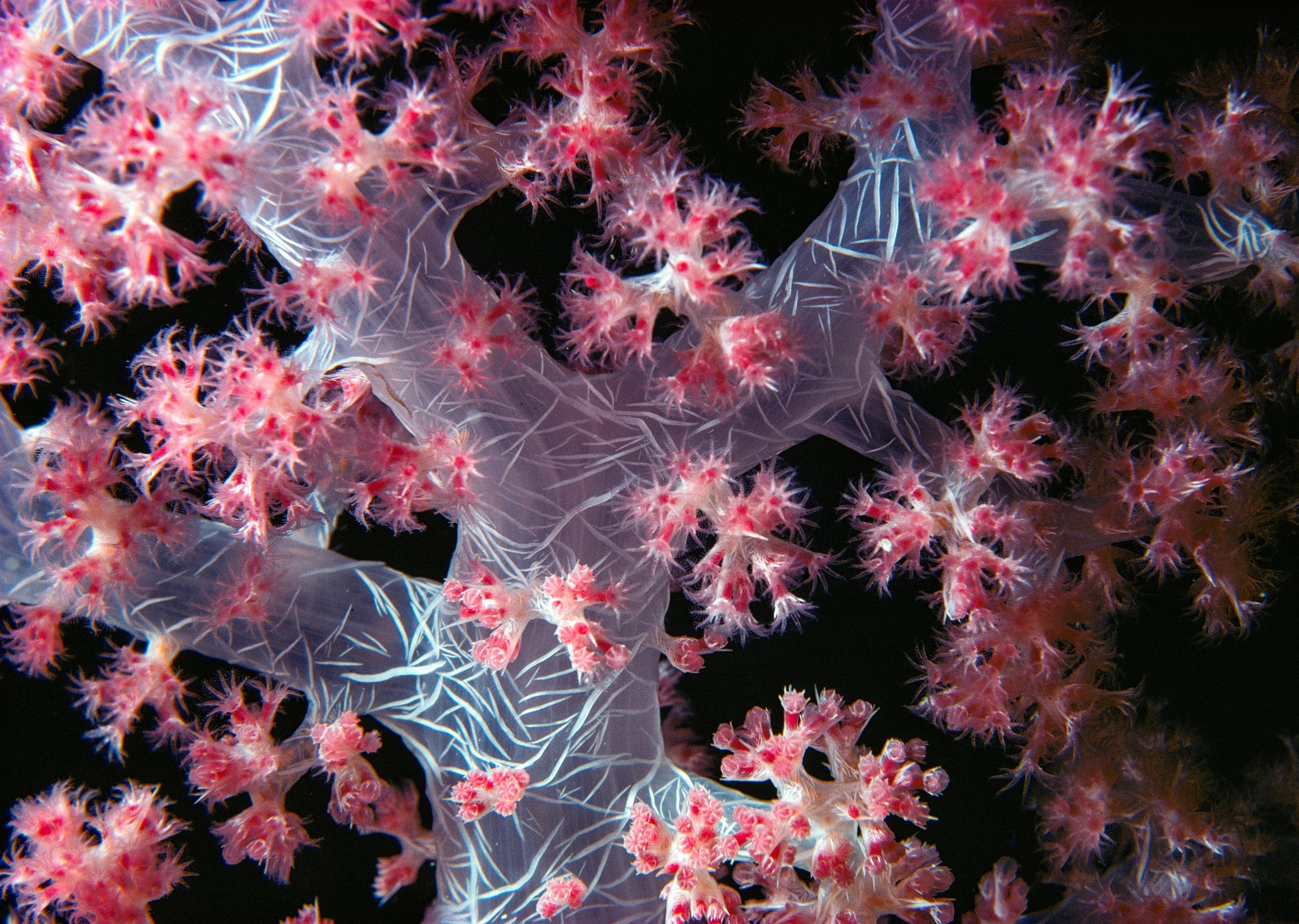 RED SEA close-up pink soft coral showing limestone support spicules in branches 