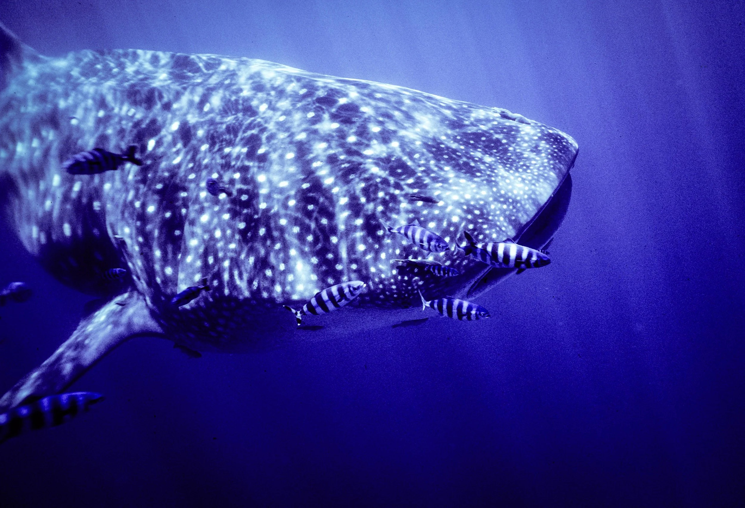 BAJA head of huge Whale shark with pilot fish swims by in Sea of Cortez   