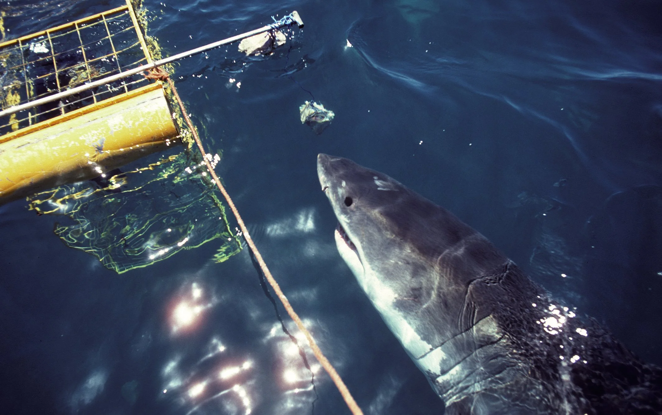 AUSTRALIA surface view of Great White Shark taking bait by cage