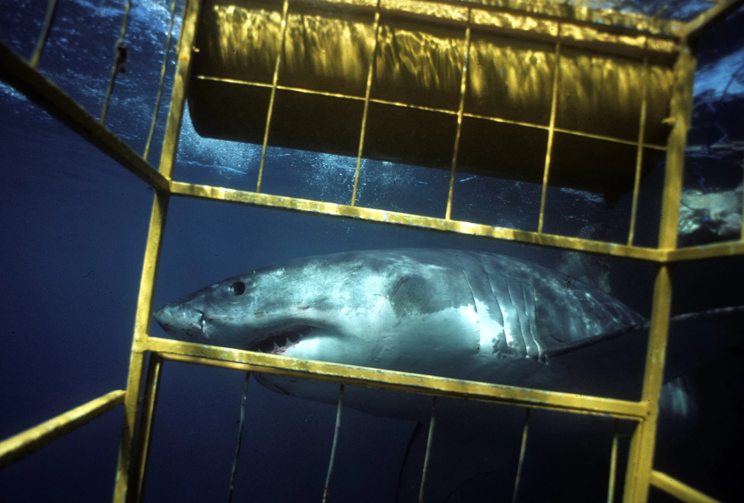  AUSTRALIA Great White Shark swims by the yellow cage bars