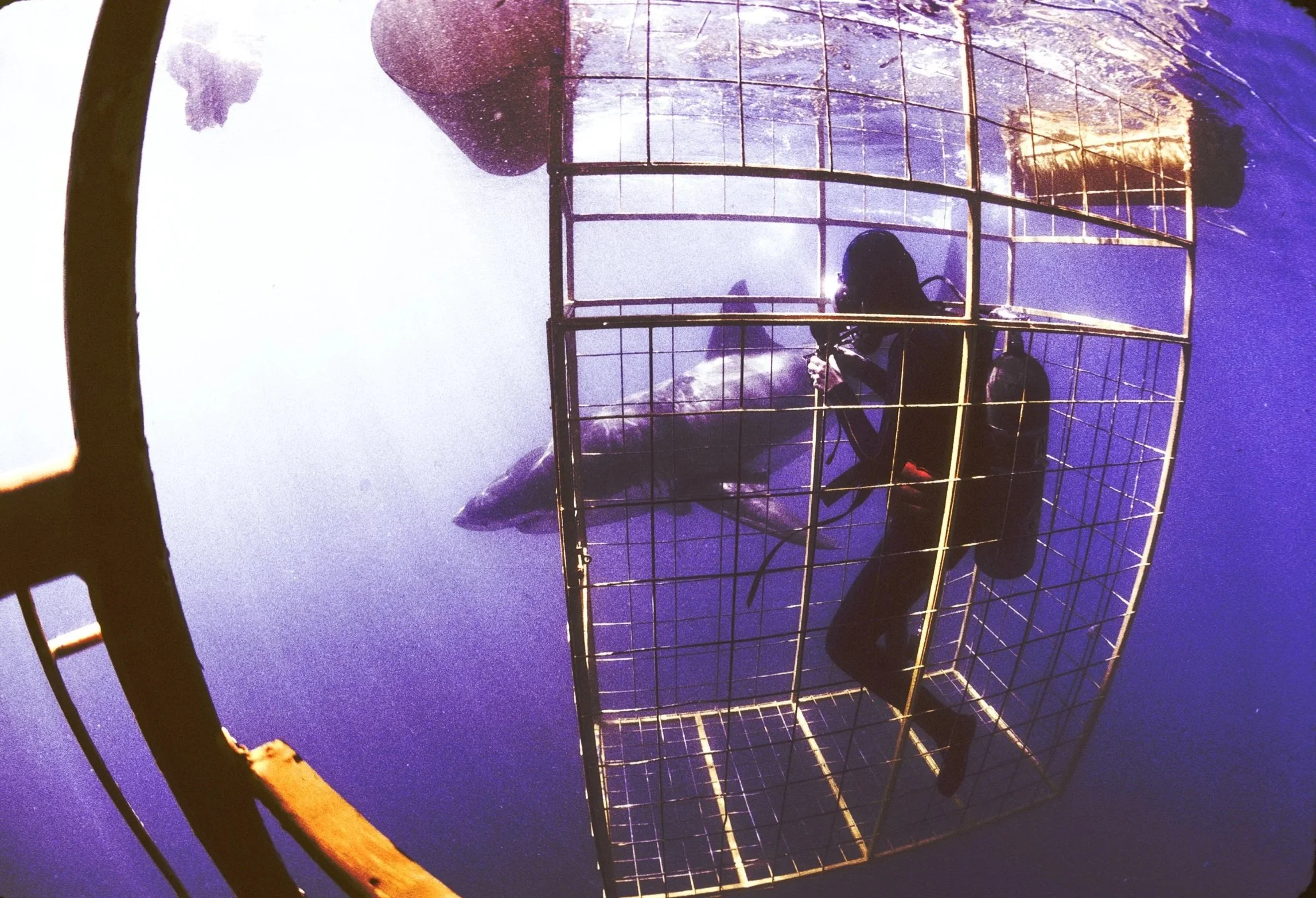 AUSTRALIA Anne in cage as Great White Shark swims by