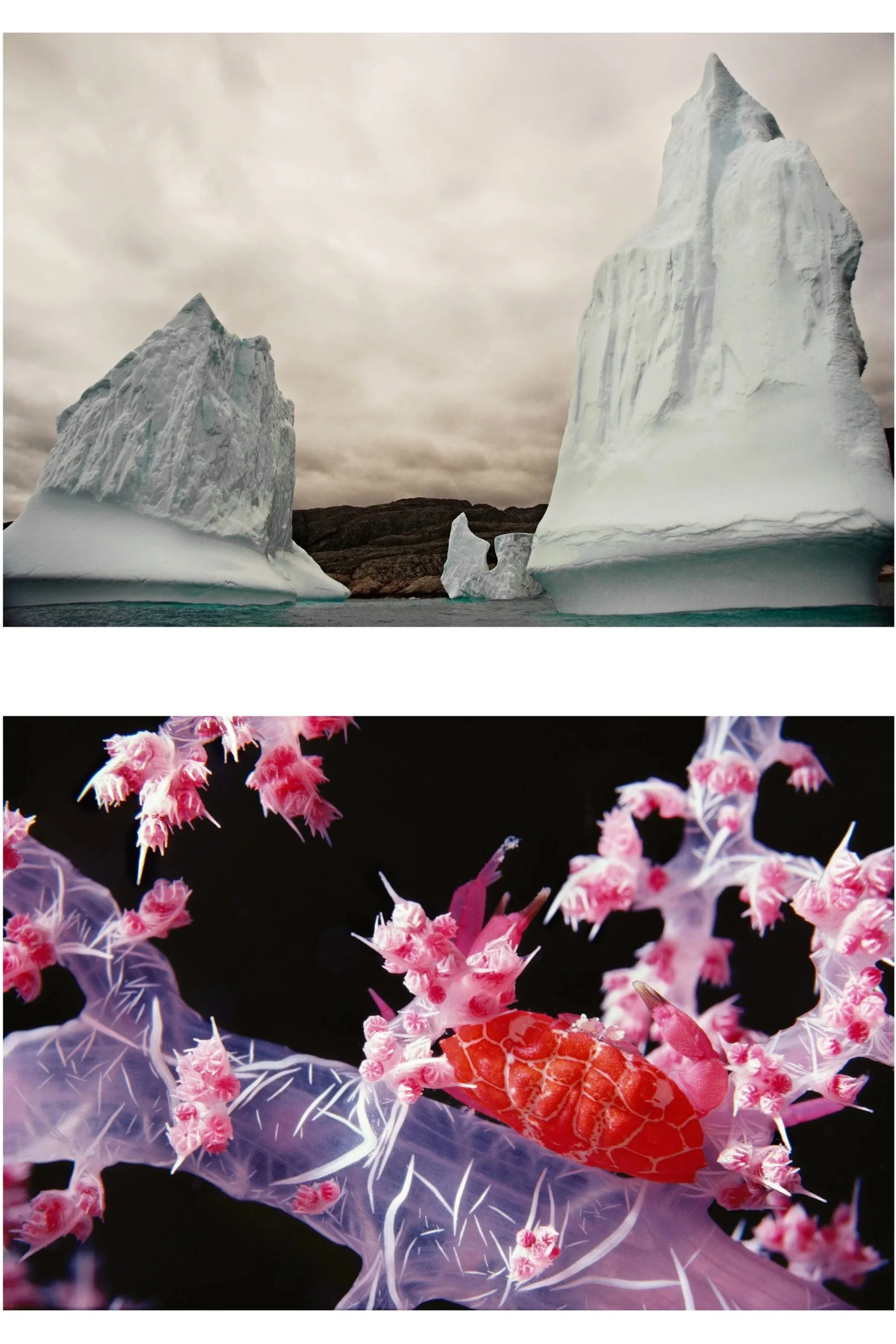Panel #5 of 12 diptychs all show melting ice with vanishing corals