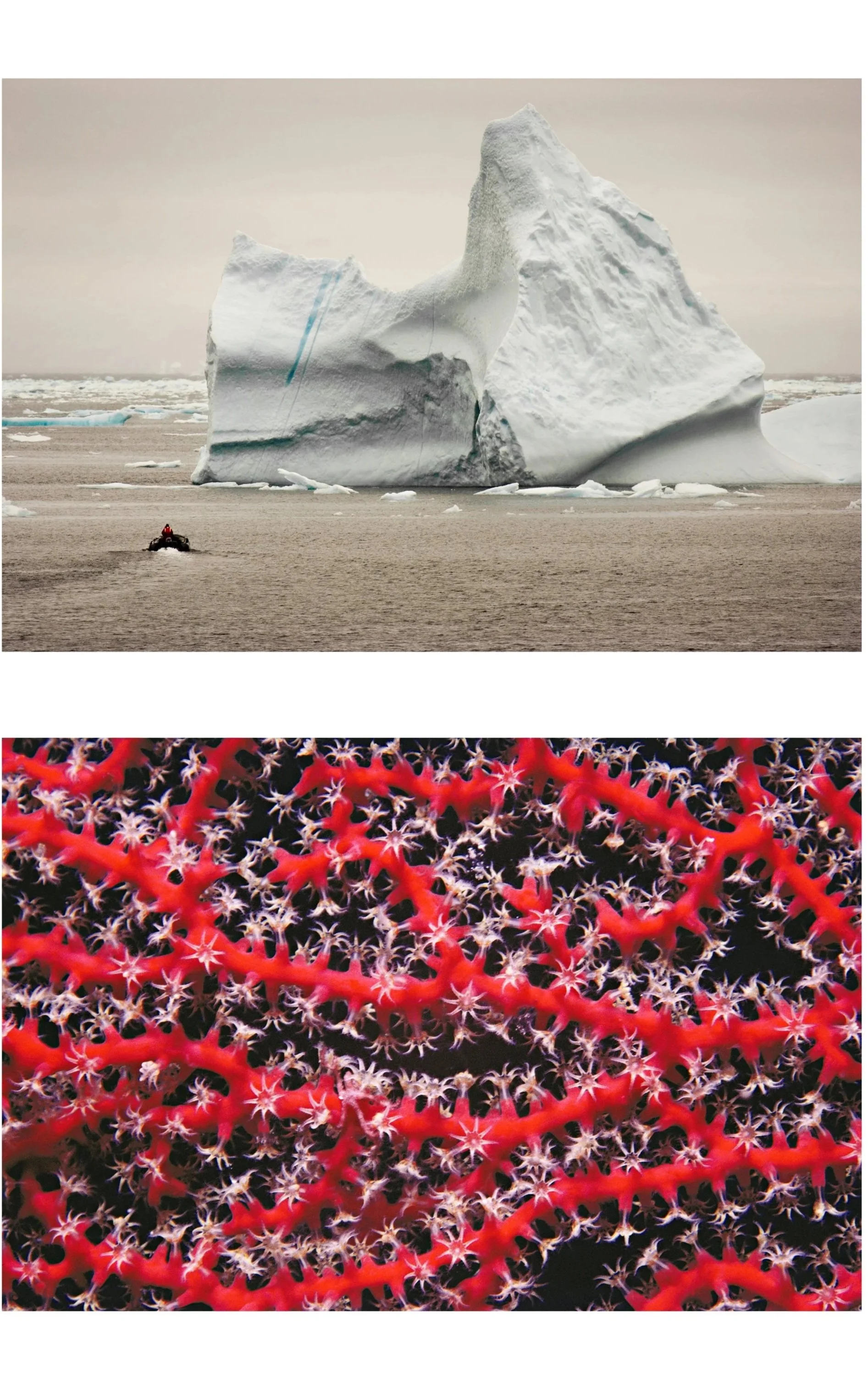 Panel #2 of 12 top image melting iceberg over bottom image of red coral detail