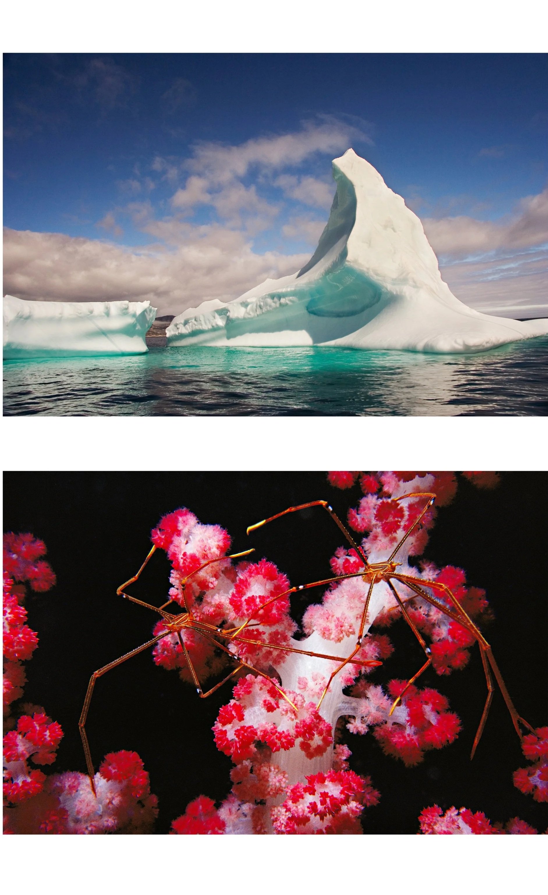 Panel #1 of 12 sculpted icebergs over red crab on pink coral