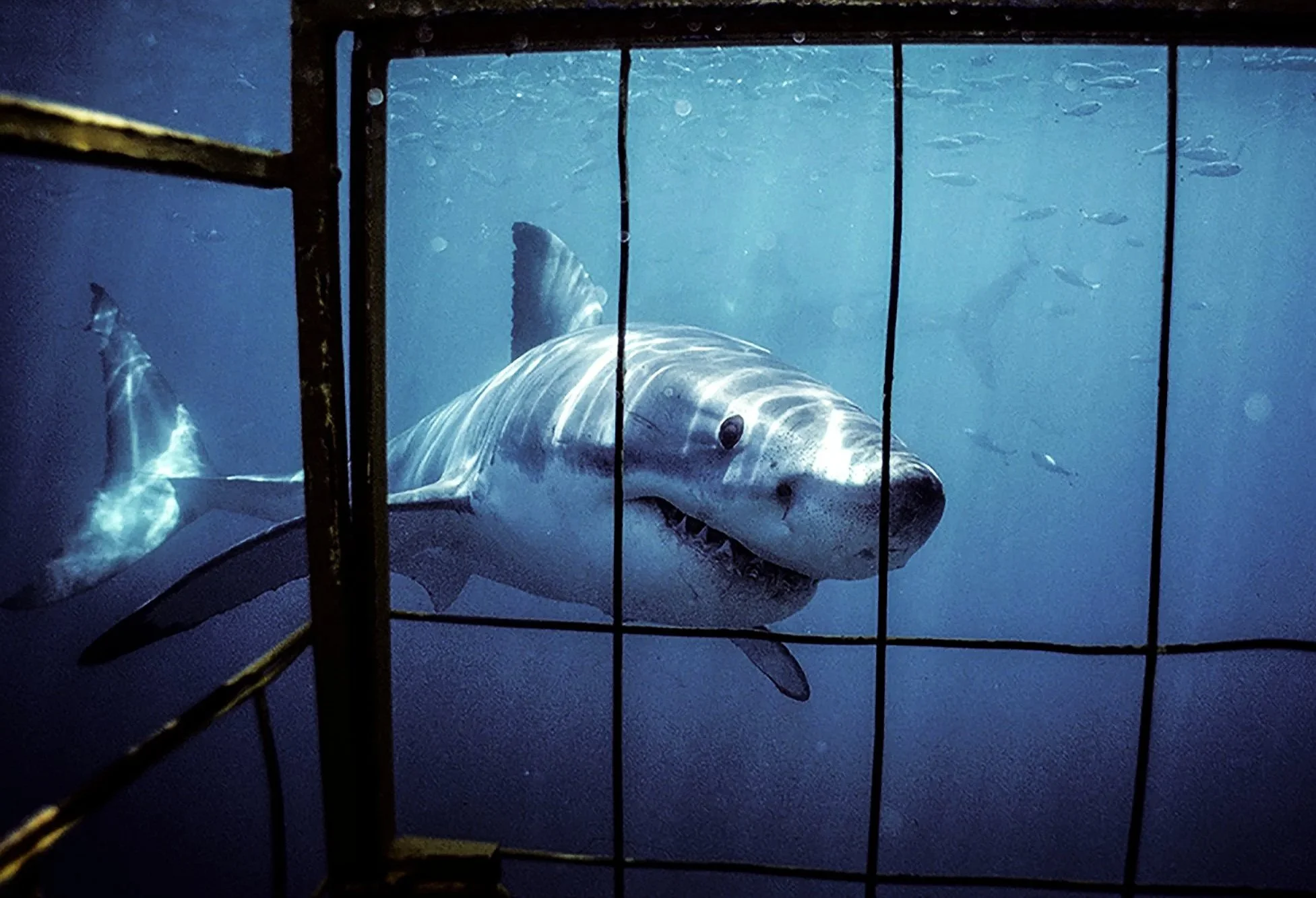 AUSTRALIA Anne's first view of Great White Shark through cage bars with background shadow of a second one