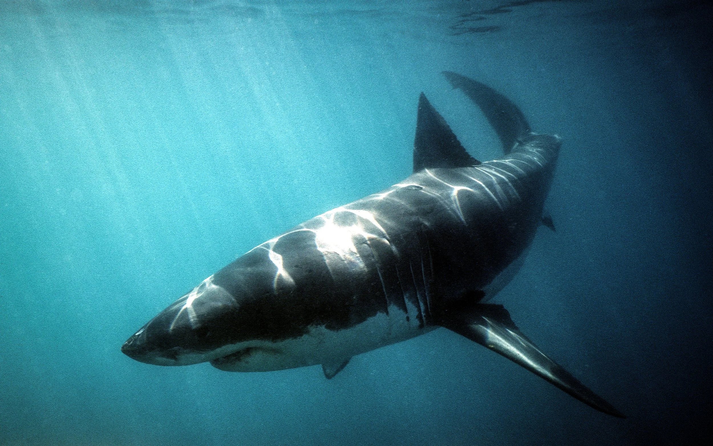 AUSTRALIA Great White Shark dappled with light rays