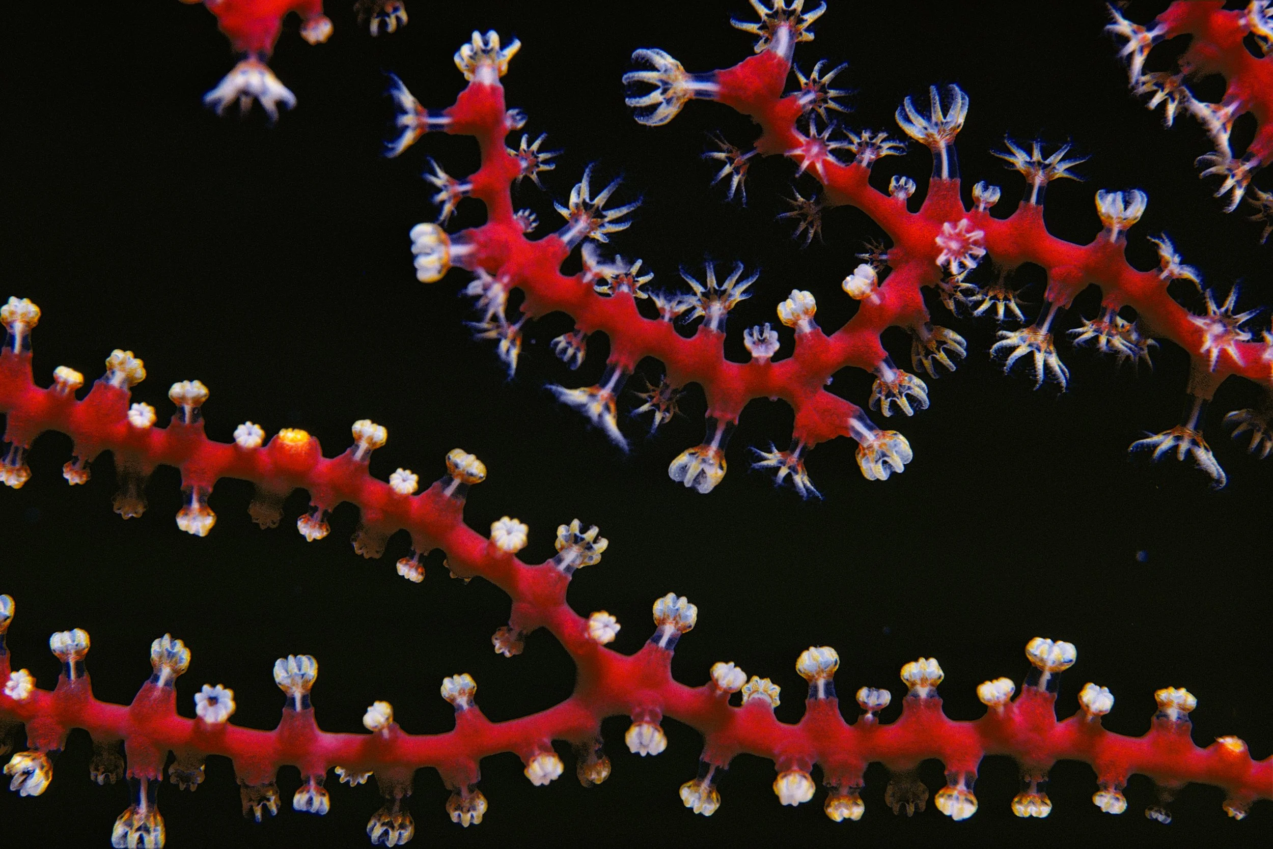 RED SEA close-up red hard coral polyps out and feeding at night