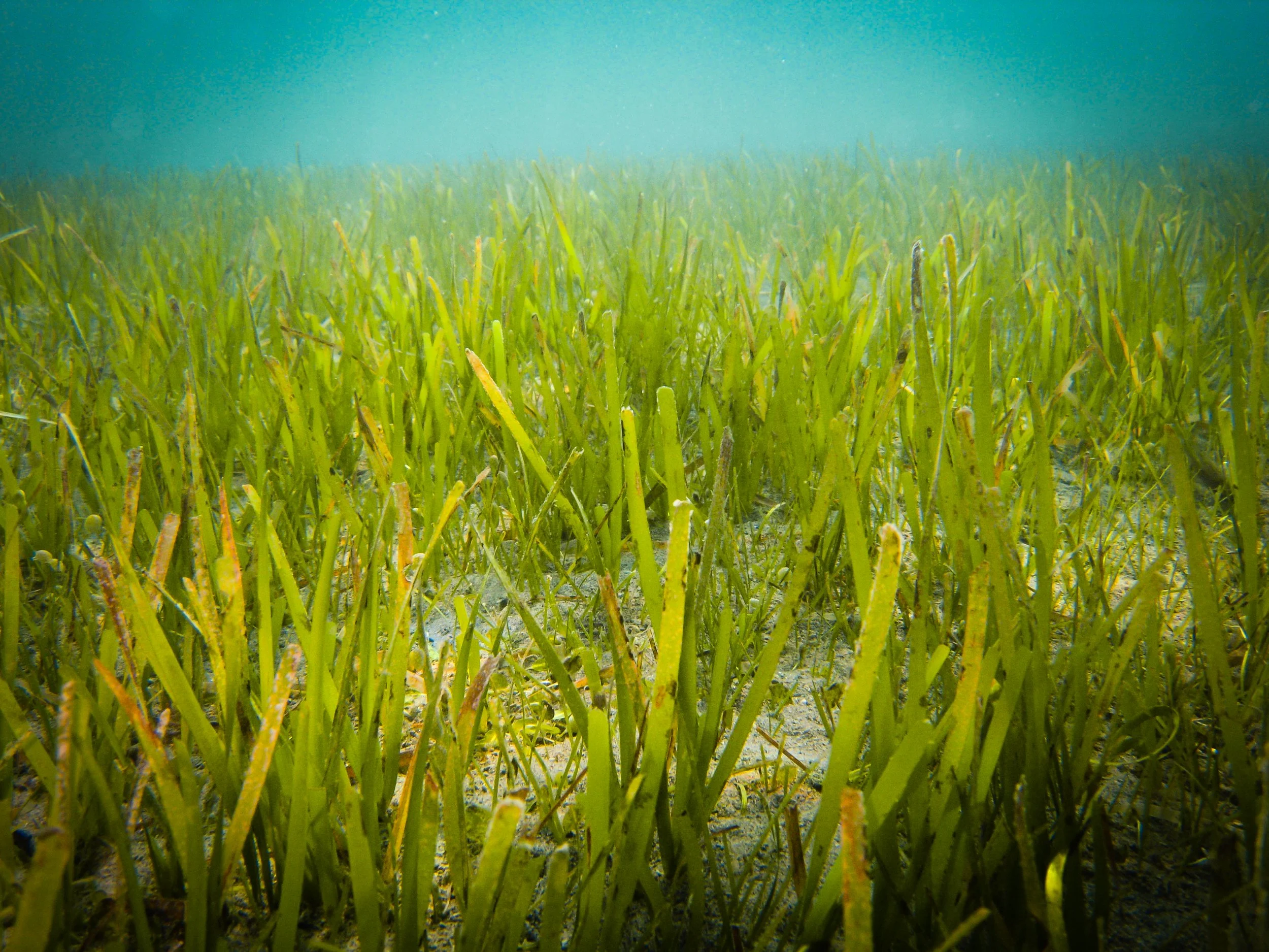 PAPUA NEW GUINEA green seagrass bed harbors a variety of underwater life