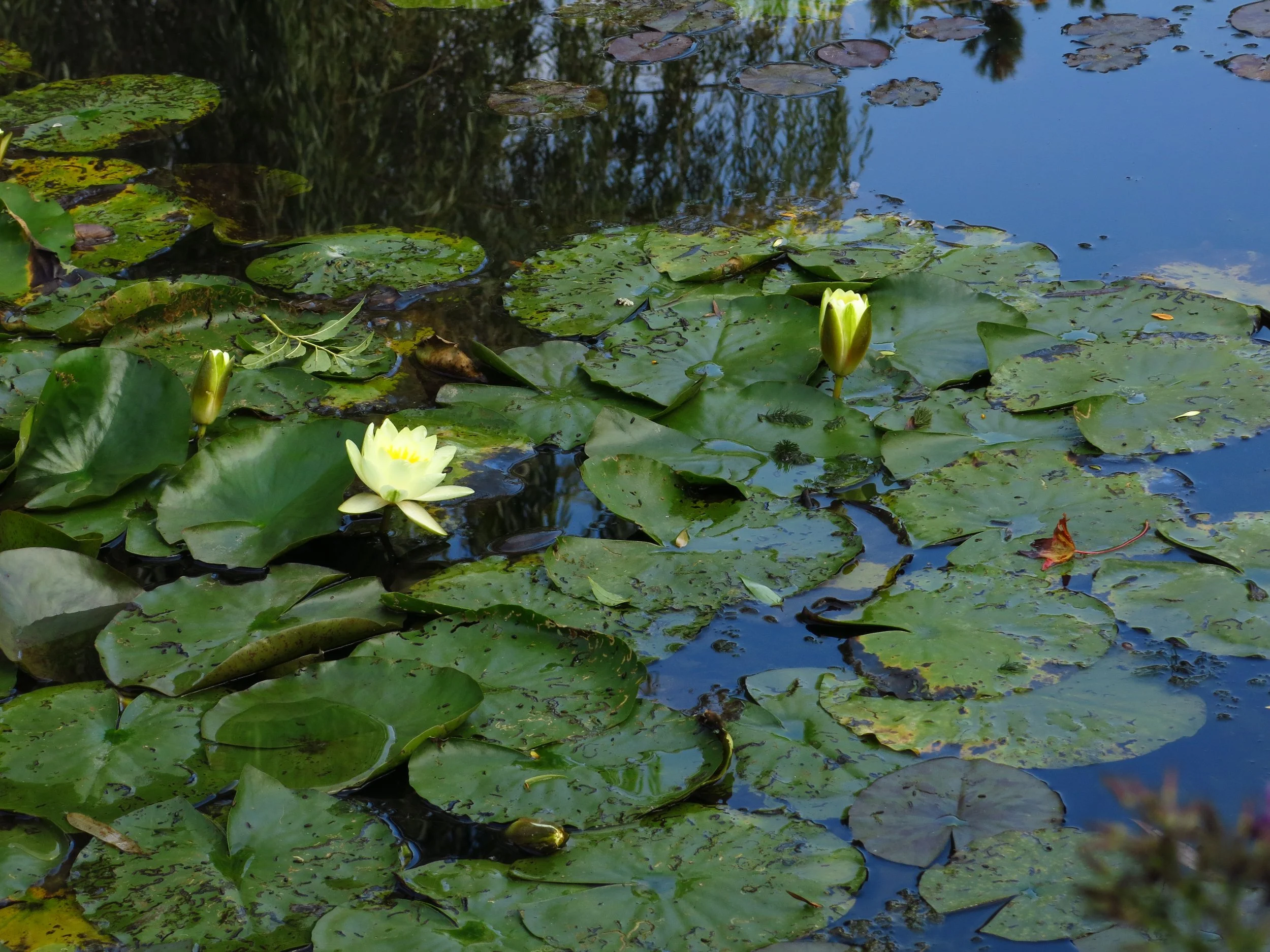 FRANCE Monet’s water lilies in situ are descendants from the varieties he planted in 1900 