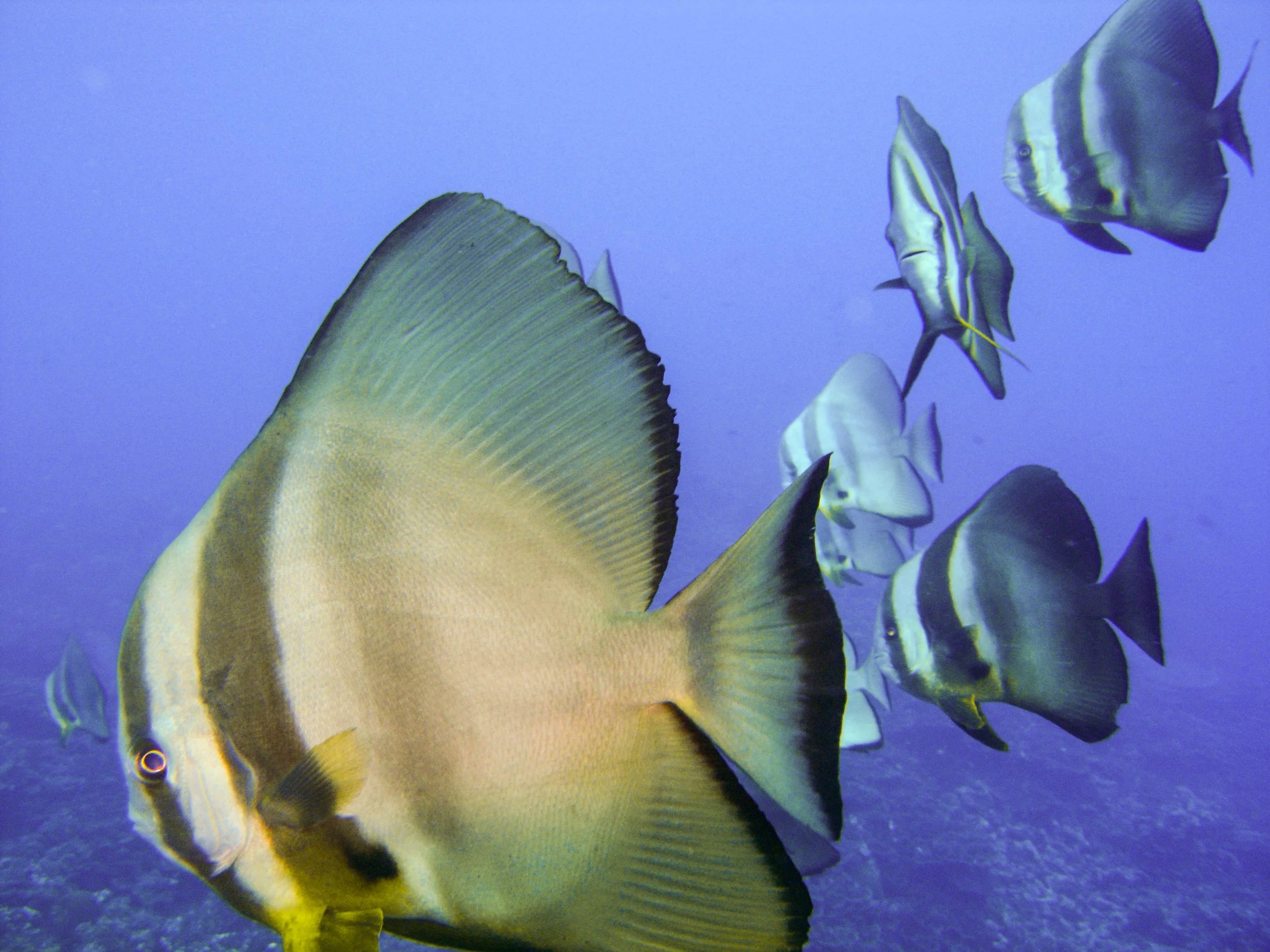 PAPUA NEW GUINEA batfish the size of dinner plates congregate at the back step of our boat