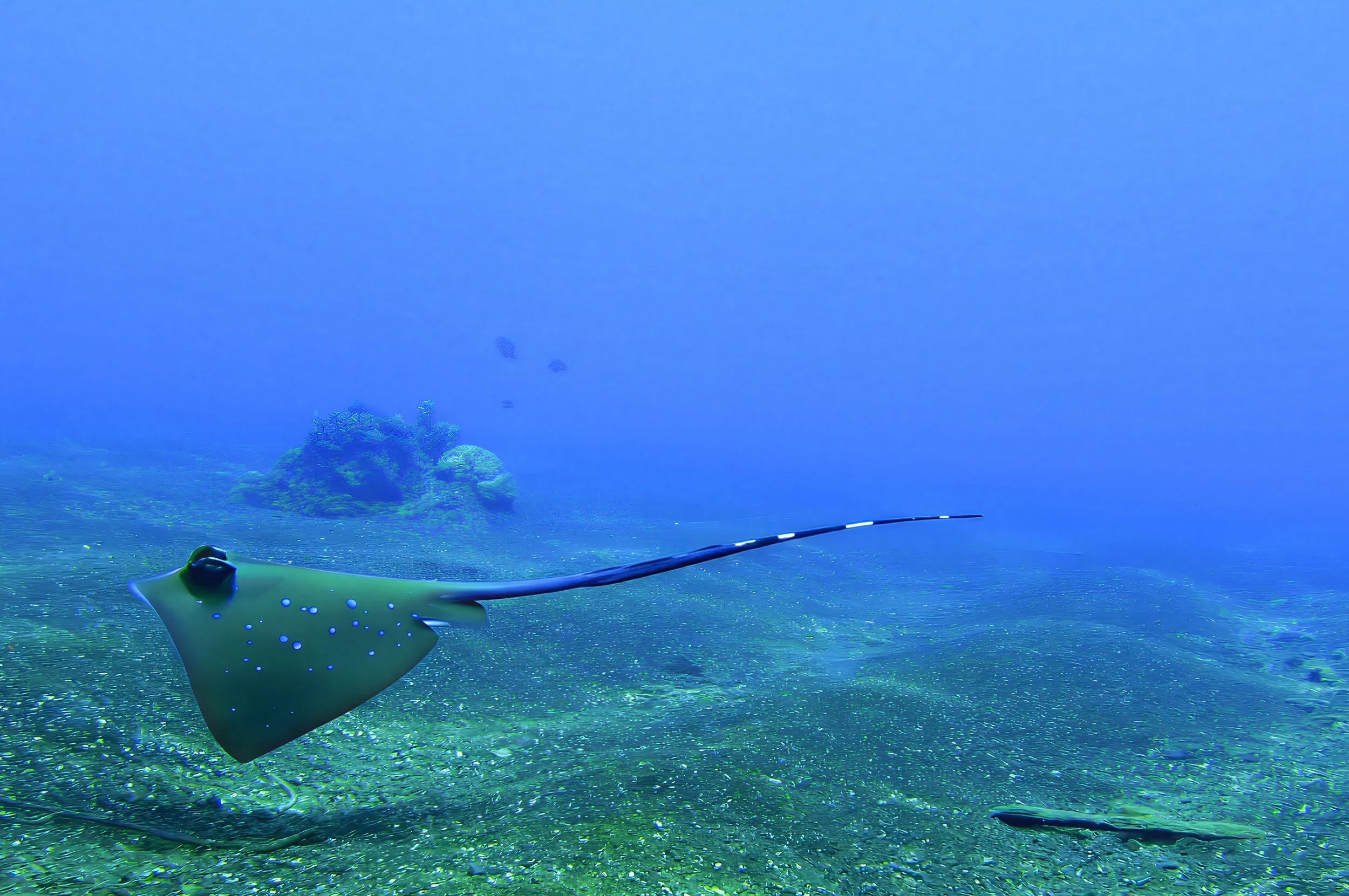 PAPUA NEW GUINEA just one frame of a blue spotted stingray before disappearing