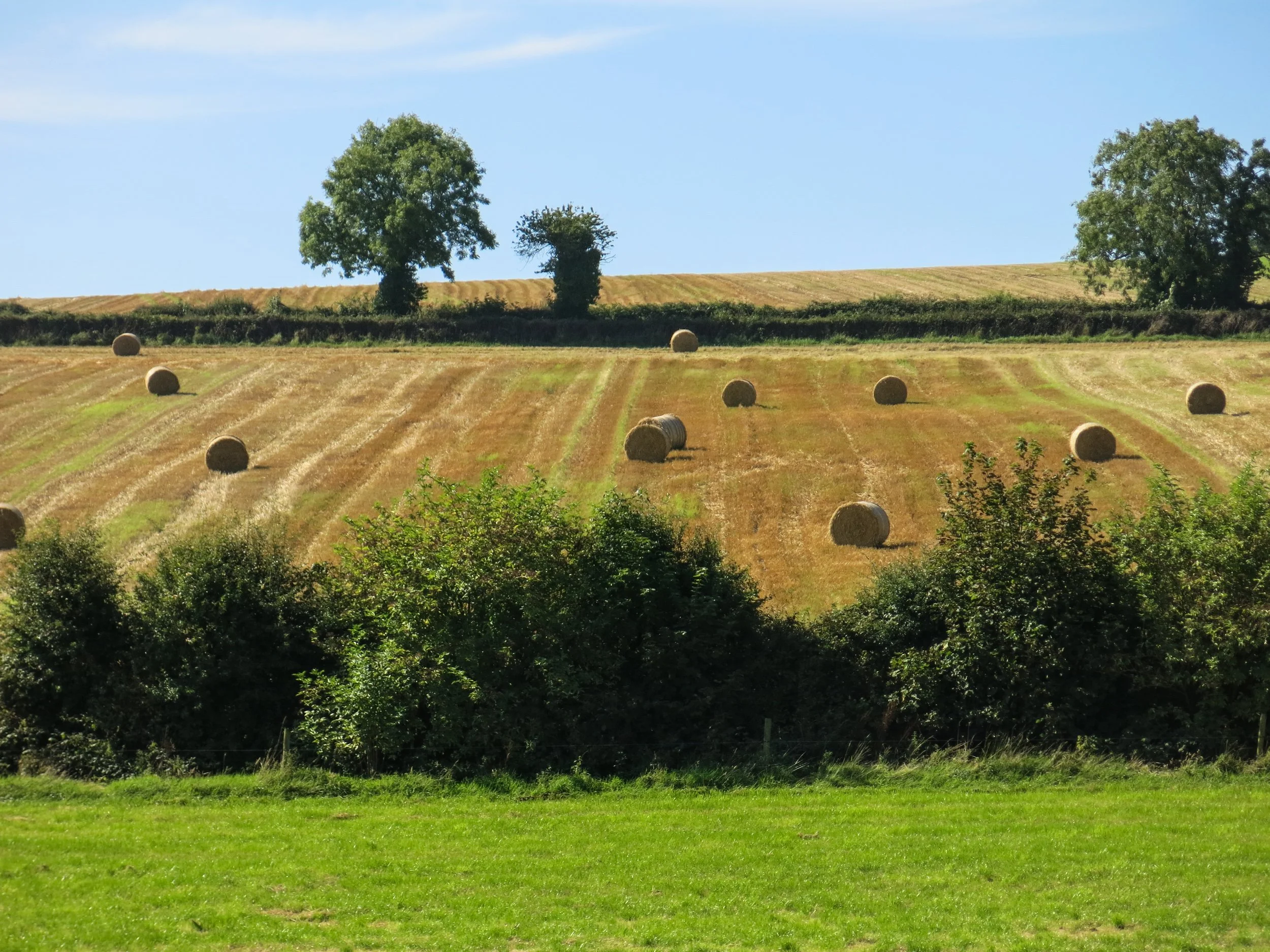 IRELAND bales of rolled up hay dot the countryside painted a rich green during a rainy season