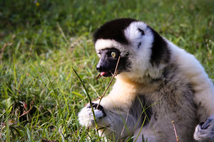 MADAGASCAR a white Sifaka lemur, now endangered, munches a blade of grass