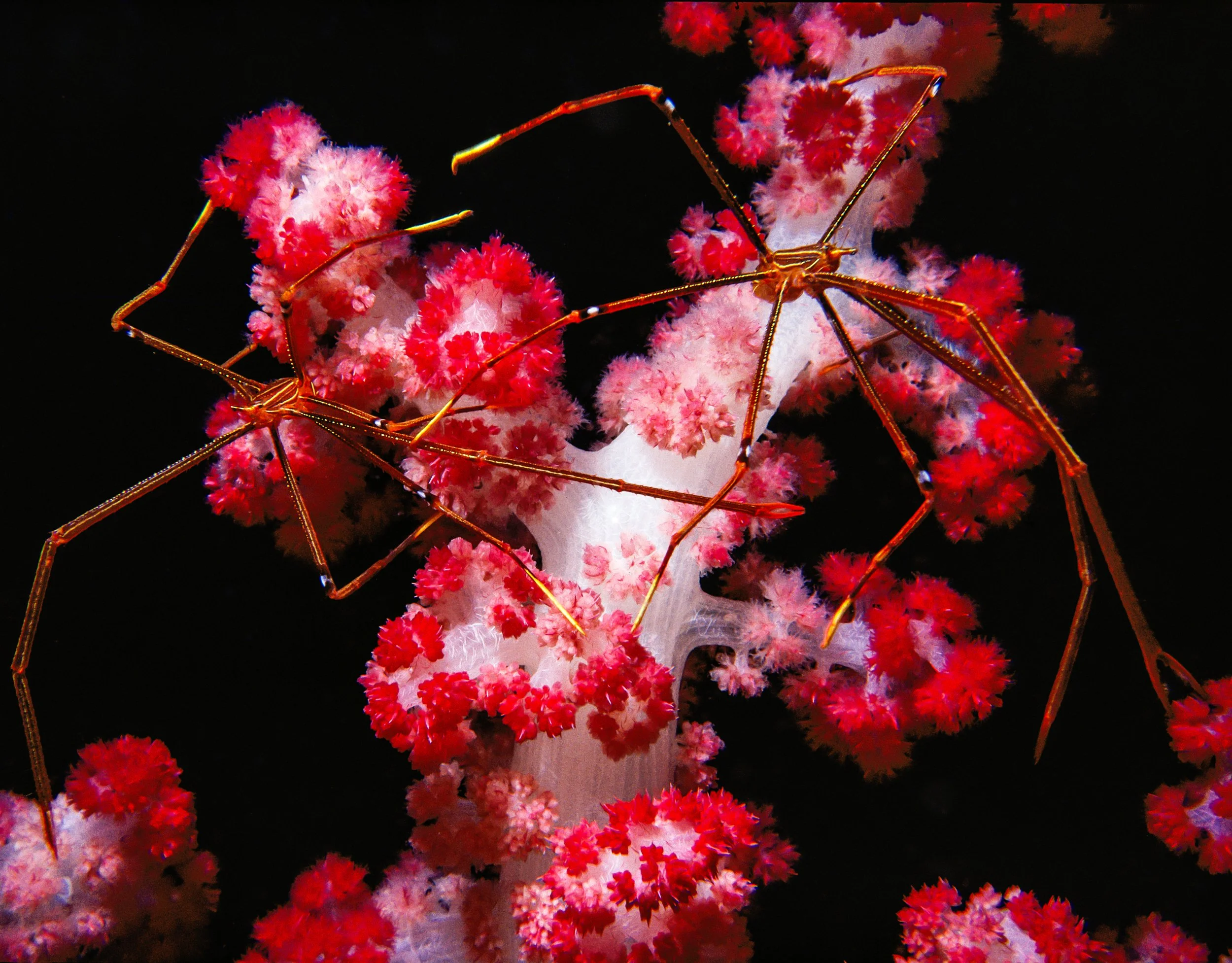 JAPAN delicate arrow crabs alight on a red soft coral