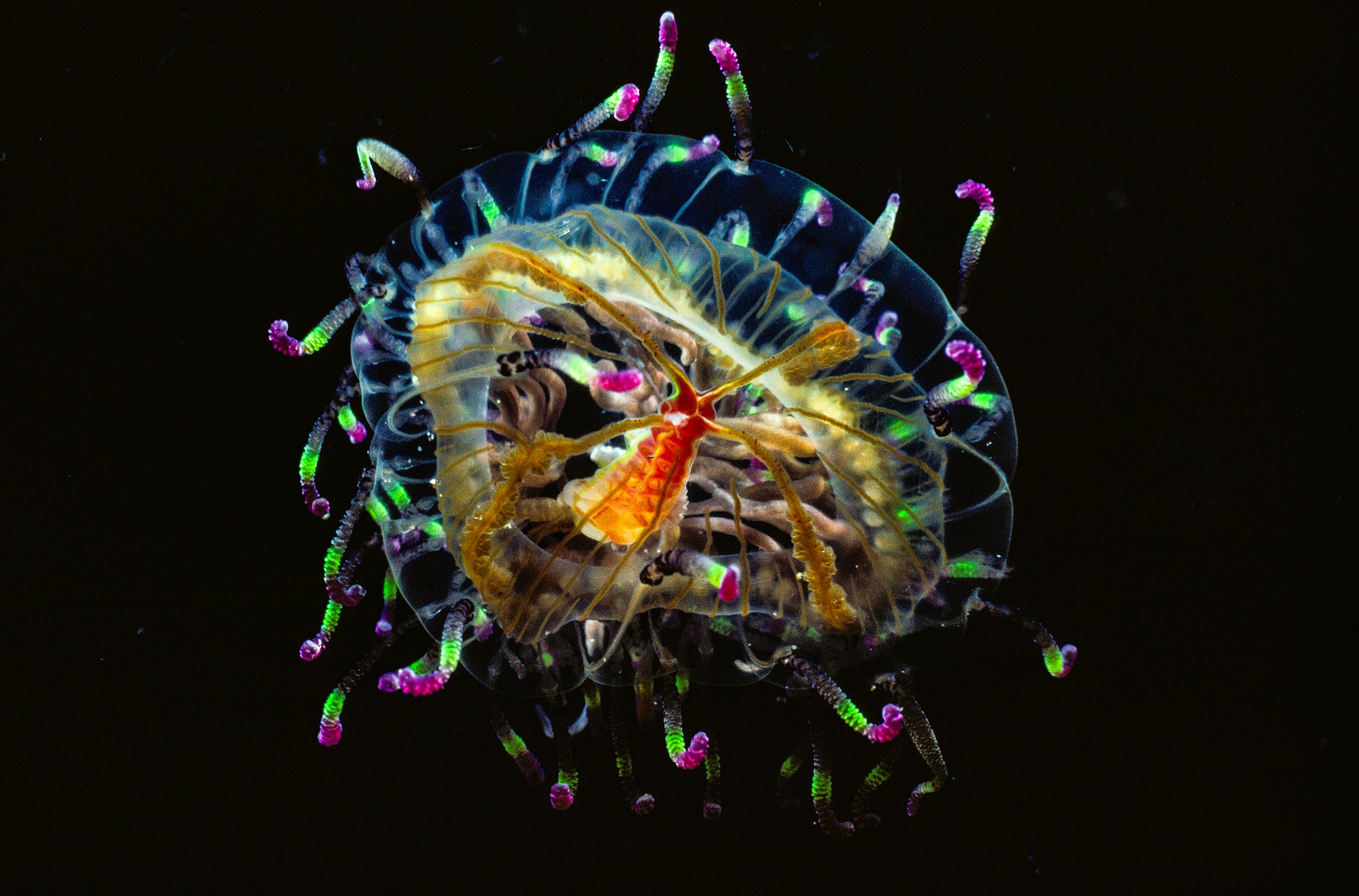 JAPAN tiny cherry blossom jellyfish contains stinging cells in its purple-tipped tentacles