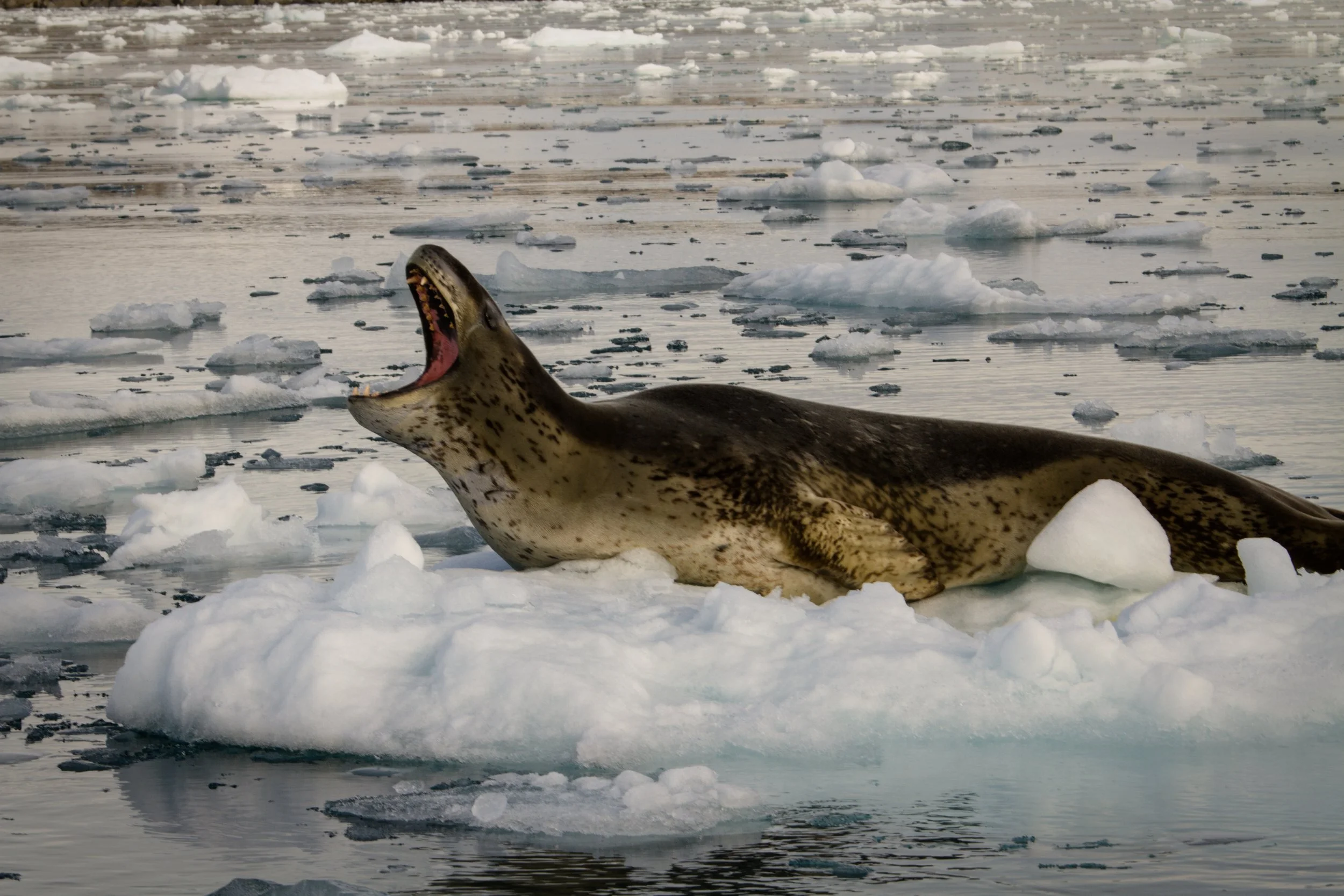 ANTARCTICA a leopard seal resting on an ice floe
