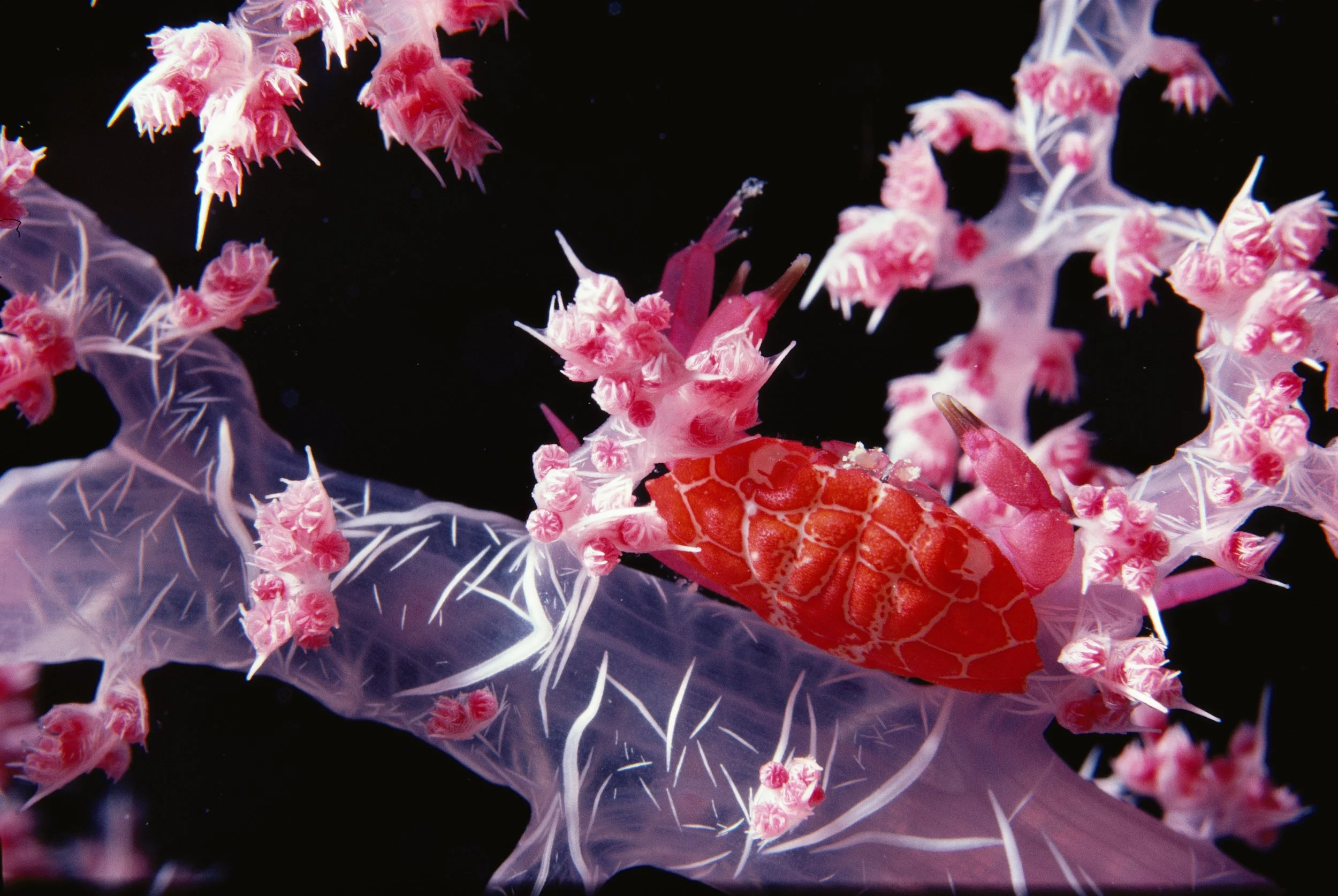 RED SEA close-up of red crab on soft pink coral  