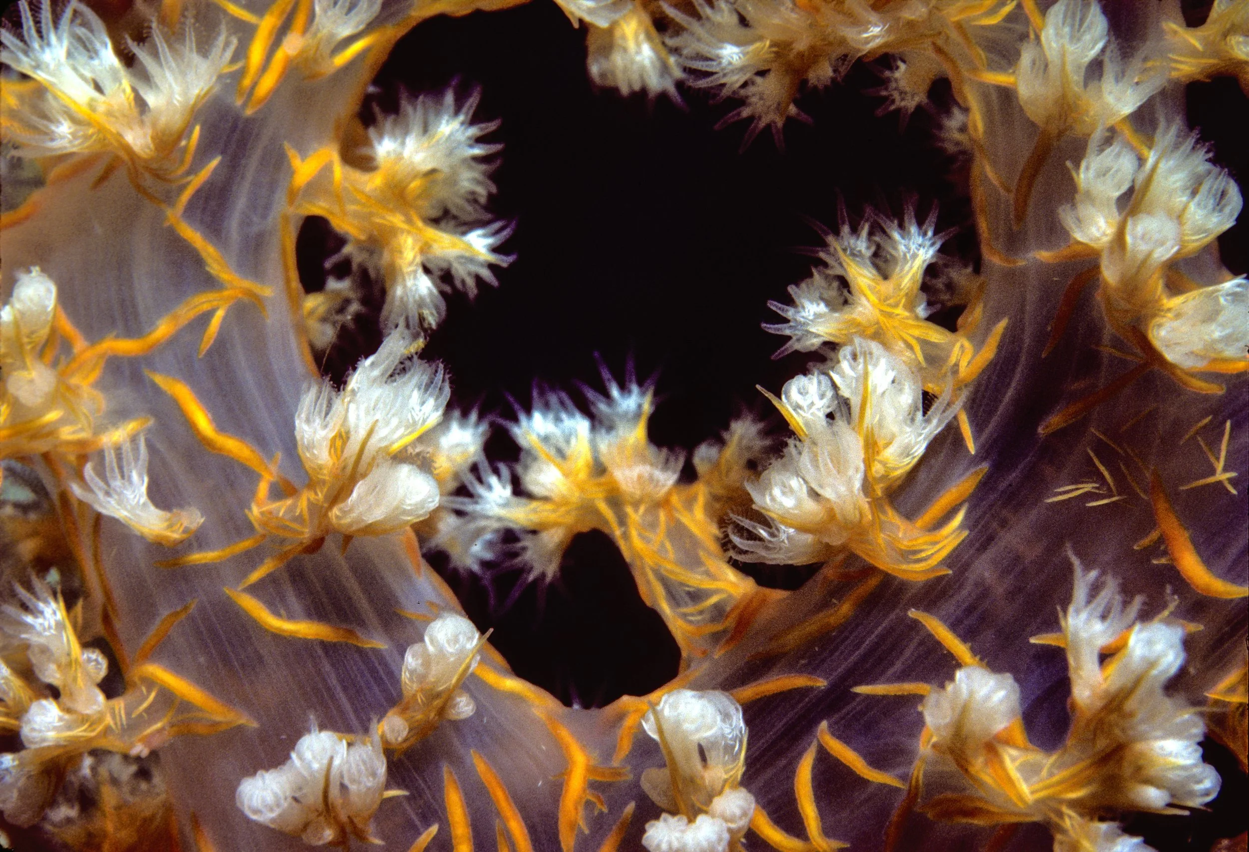 RED SEA close-up of yellow soft coral with black heart negative space