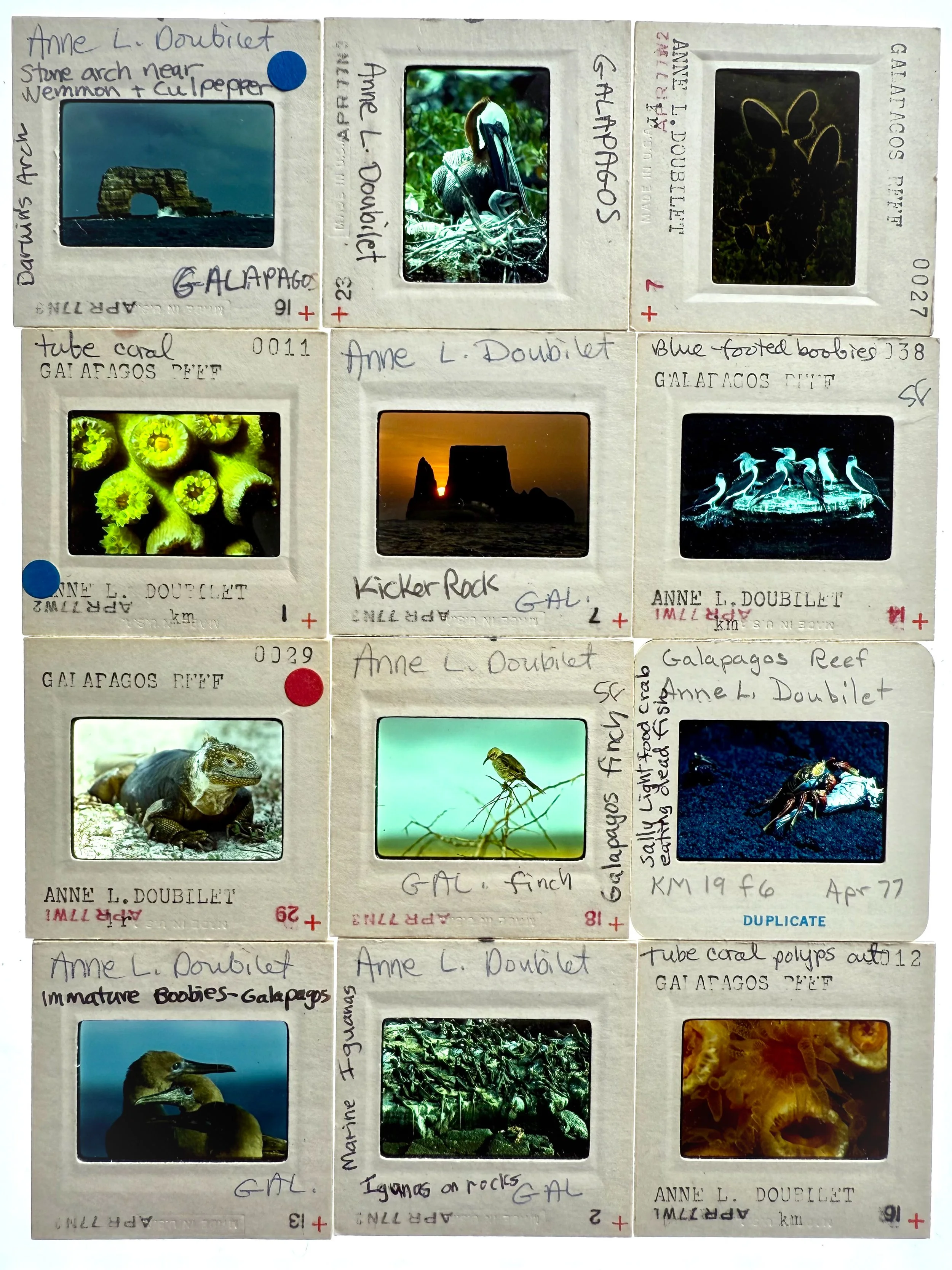 GALAPAGOS lightbox of slides from pre-digital days of shooting film