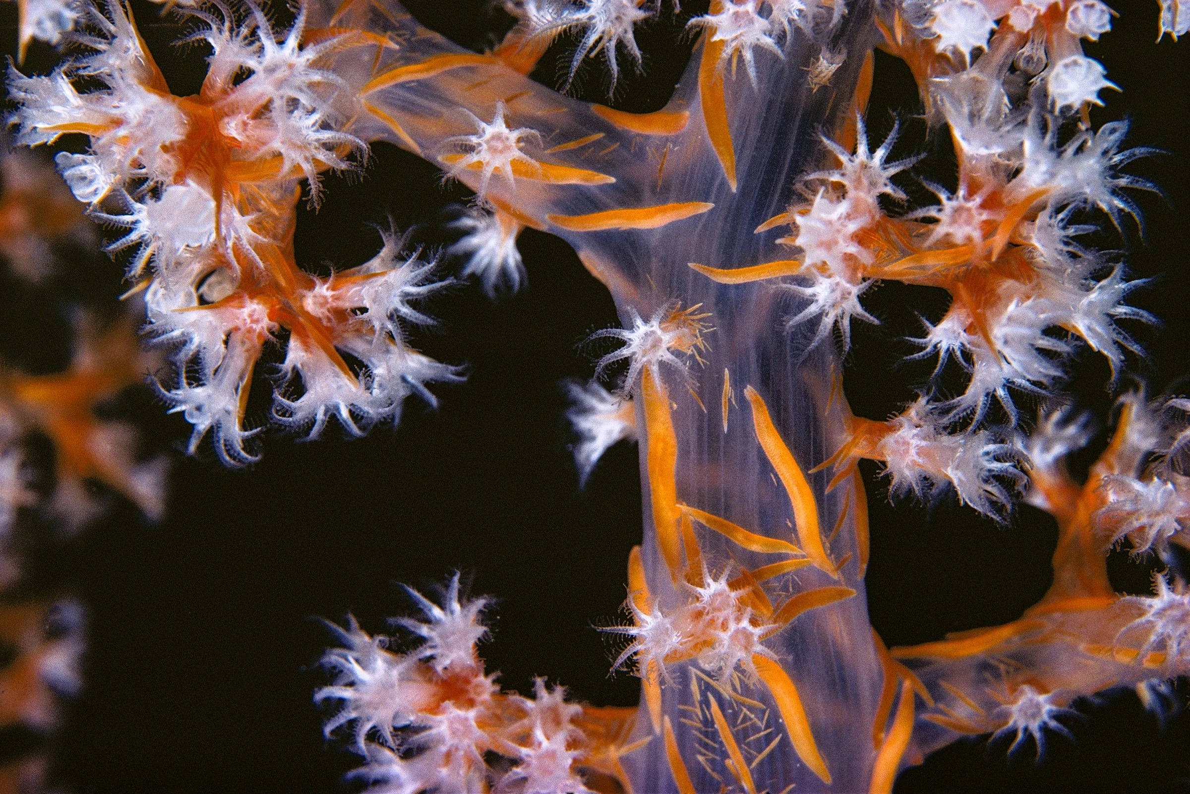 RED SEA soft coral close-up with polyps out and feeding