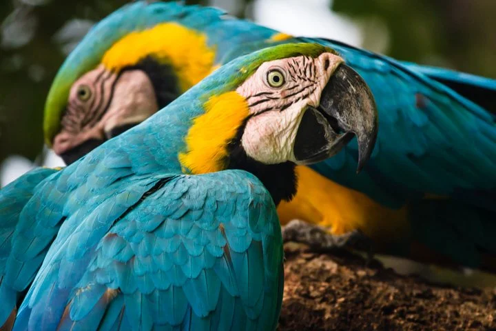 PANAMA blue and yellow macaws of Las Perlas Islands
