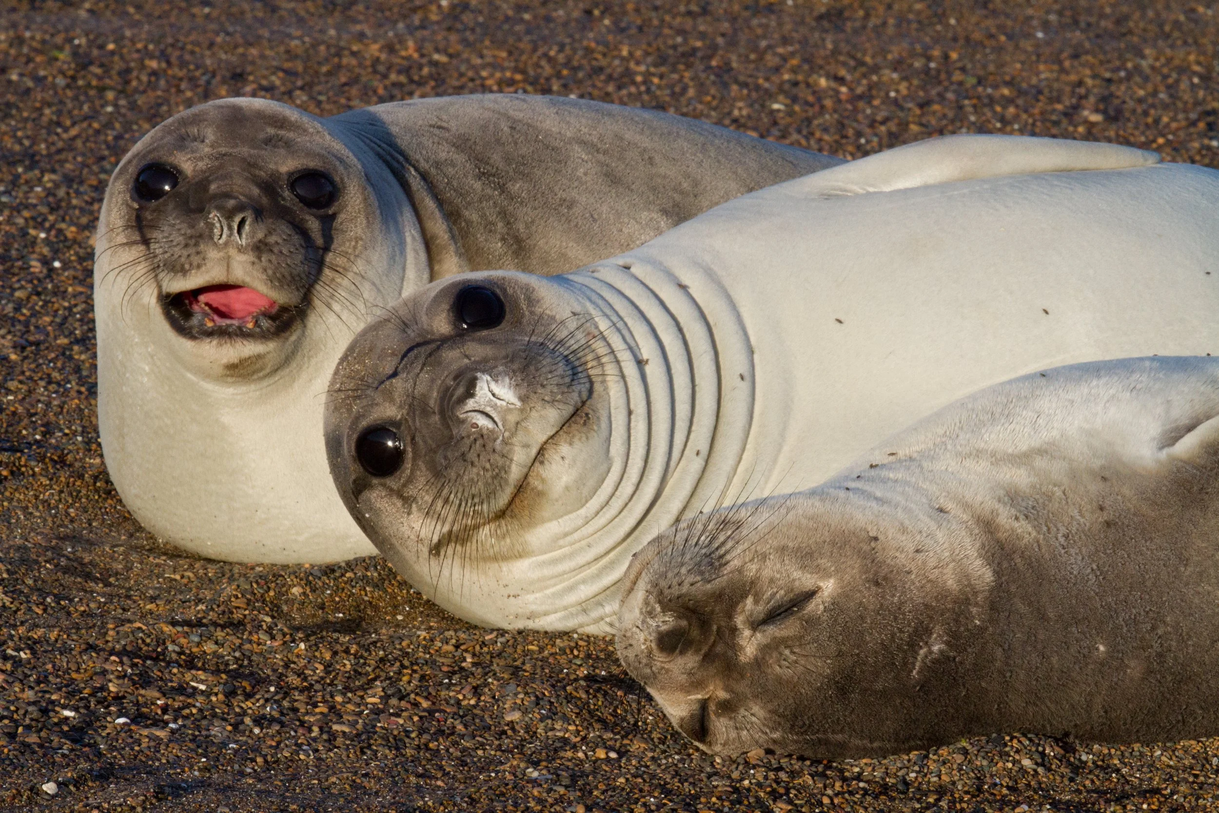 ARGENTINA elephant seals with baby rest on the sands of Valdez Peninsula  