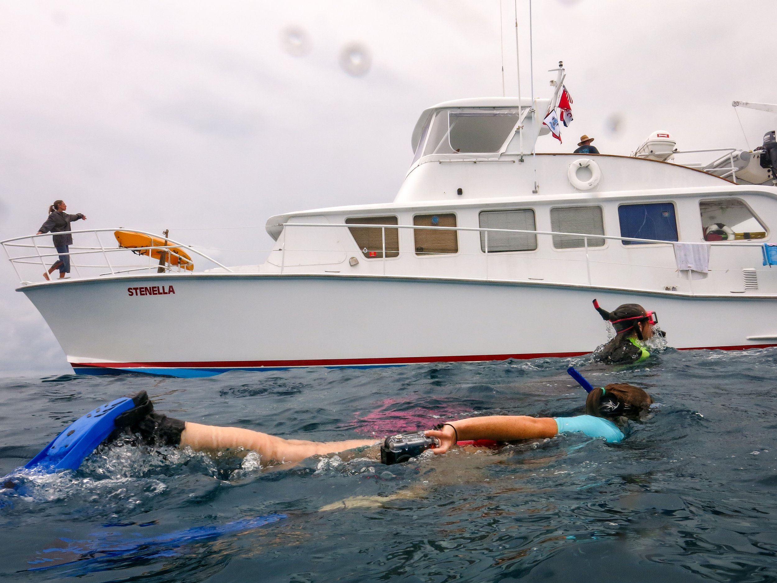 BAHAMAS snorkeling with part of The Wild Dolphin Project to observe dolphin behavior in situ