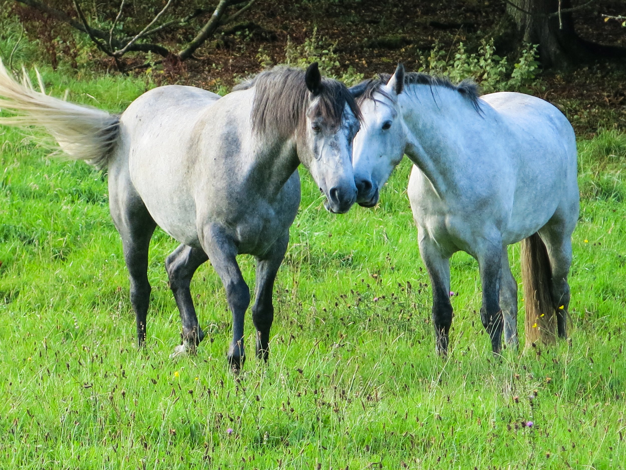 IRELAND living green with horses roaming on the Emerald Isle