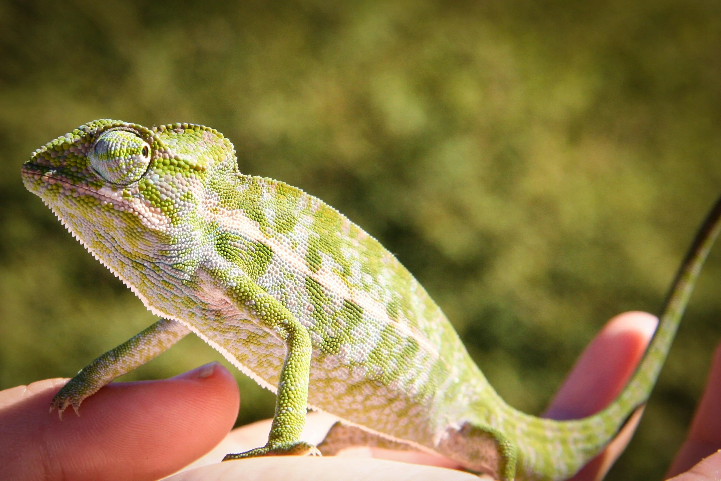 MADAGASCAR I am a chameleon capable of changing colors to fit in any situation