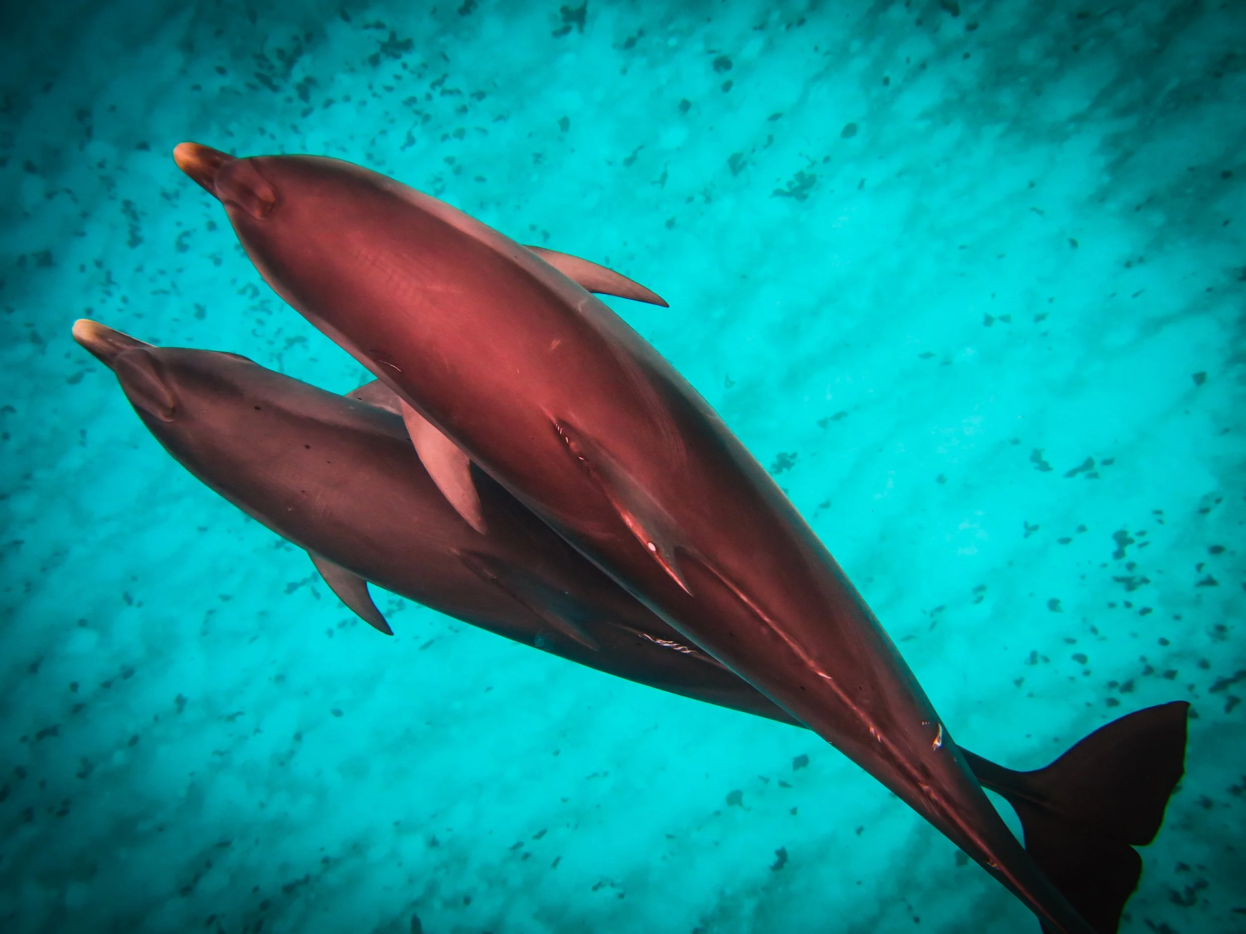 BAHAMAS a pair of playful dolphins in the wild