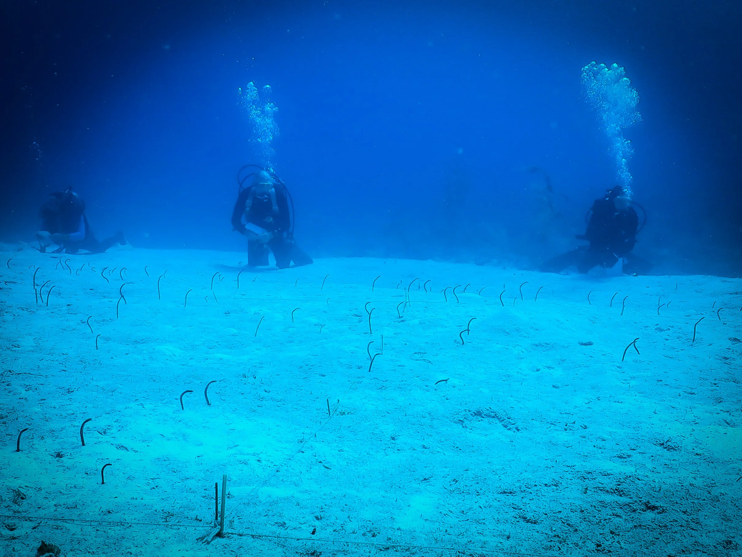 BAHAMAS a mapped out grid to patiently study and count the shy garden eels