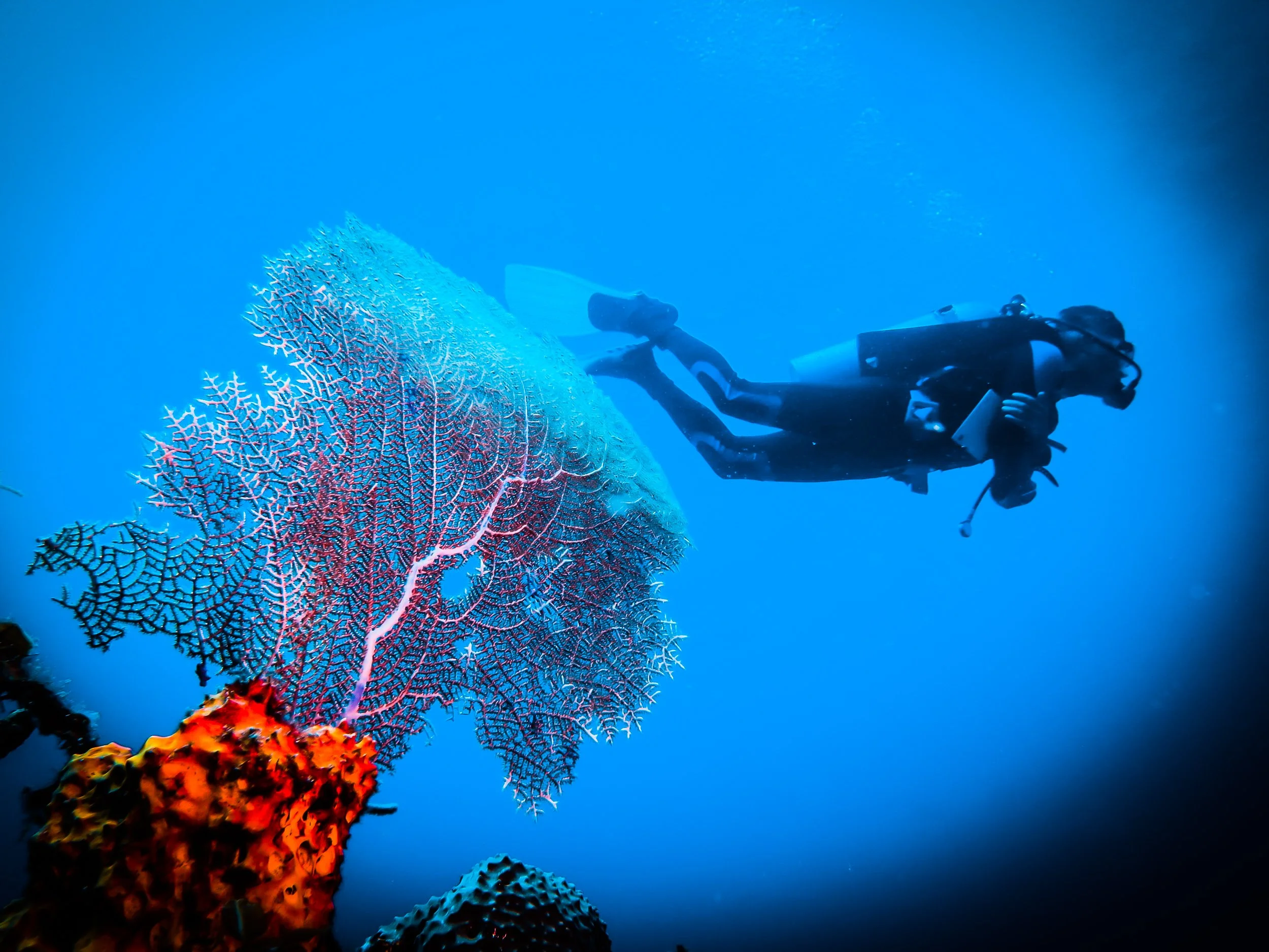 BAHAMAS diver over sea fan in the blue Caribbean