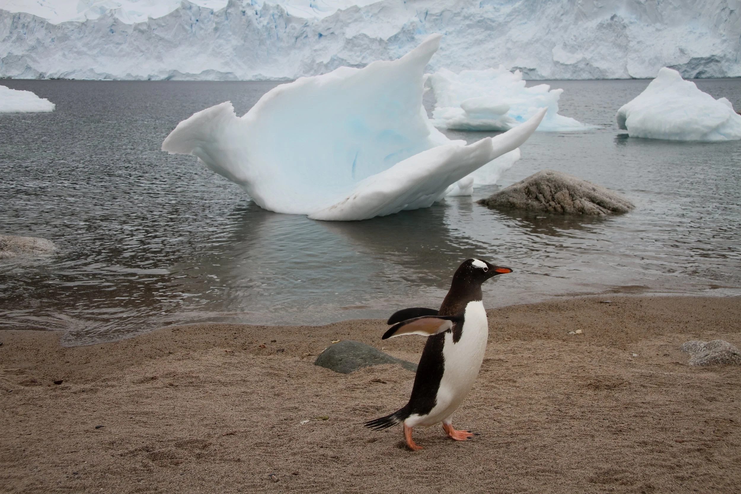 ANTARCTICA one Gentoo penguin strolls by a hollowed out ice shape in Nekko Harbor