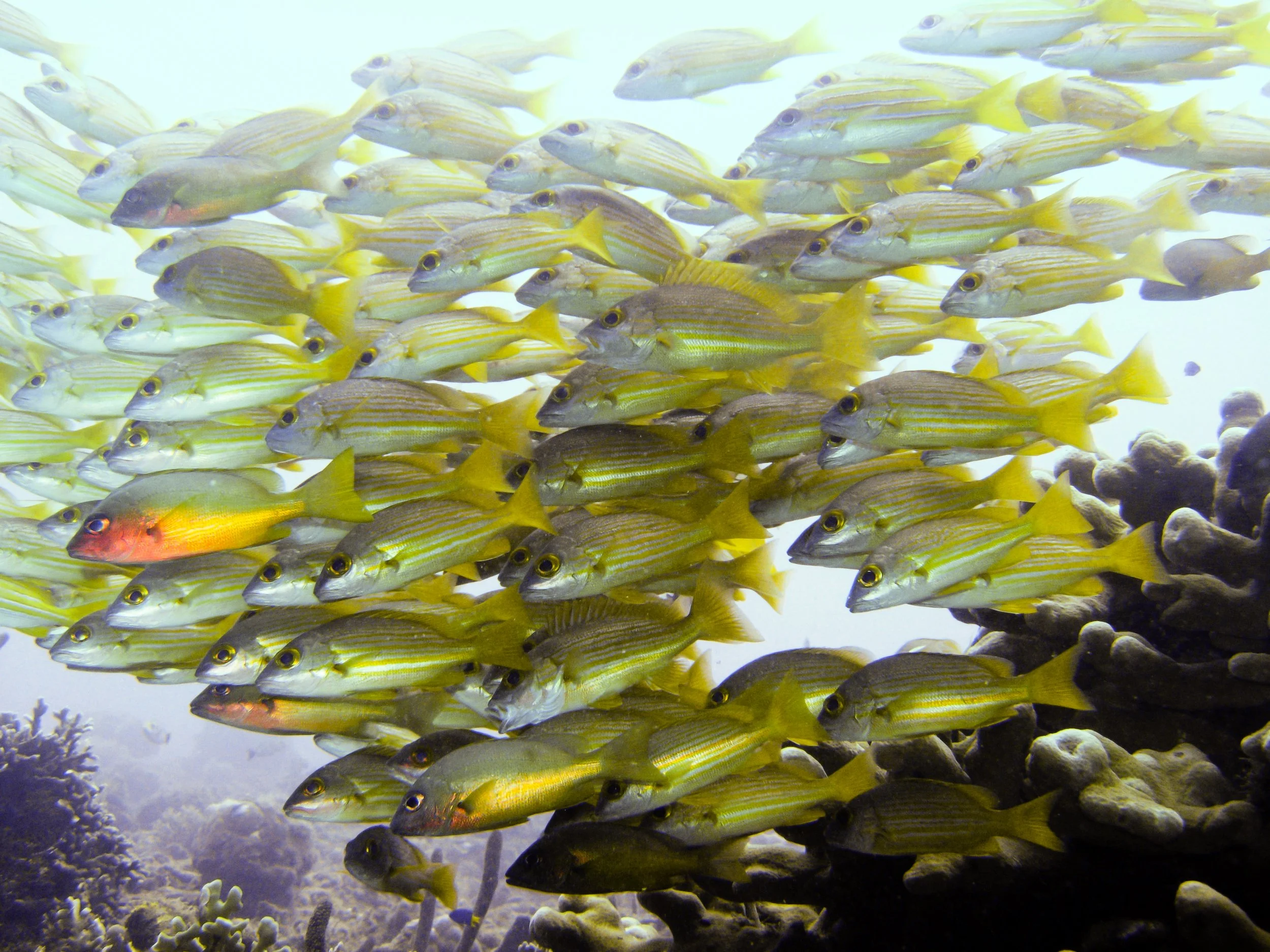 PAPUA NEW GUINEA a school of yellow grunts swims in a bay of Garove Island