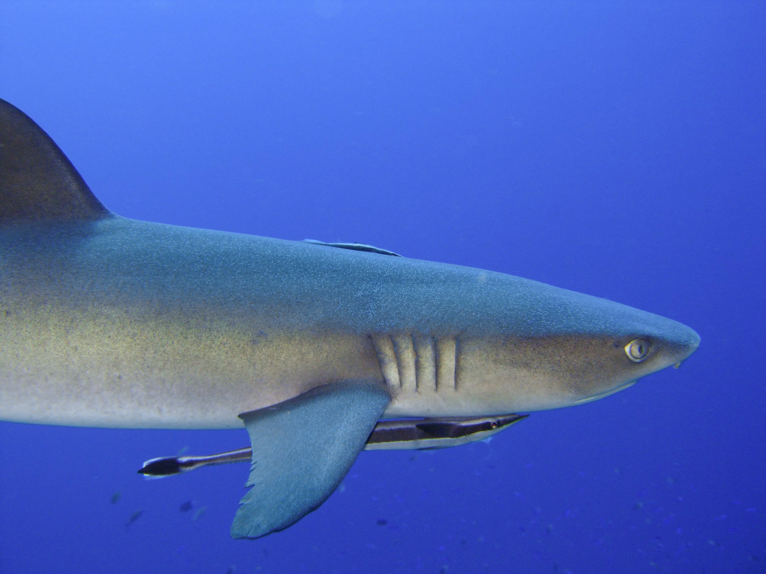 PAPUA NEW GUINEA a black tip shark is accompanied by two remoras   