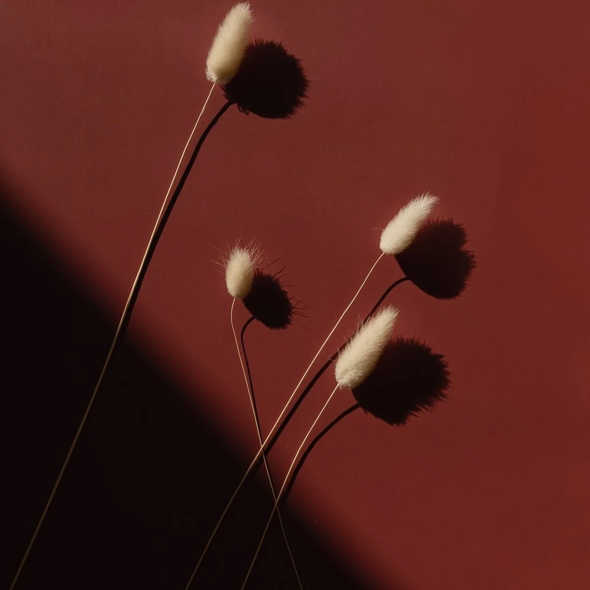 Dried fluffy seed heads of bunny tail grass with long stems casting shadows against a warm, gradient brown background.