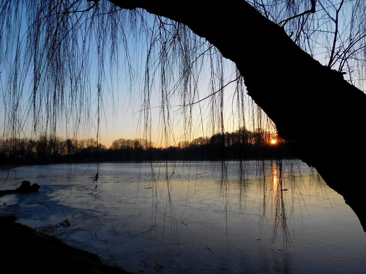 Tree with drooping branches by a frozen river at sunset.