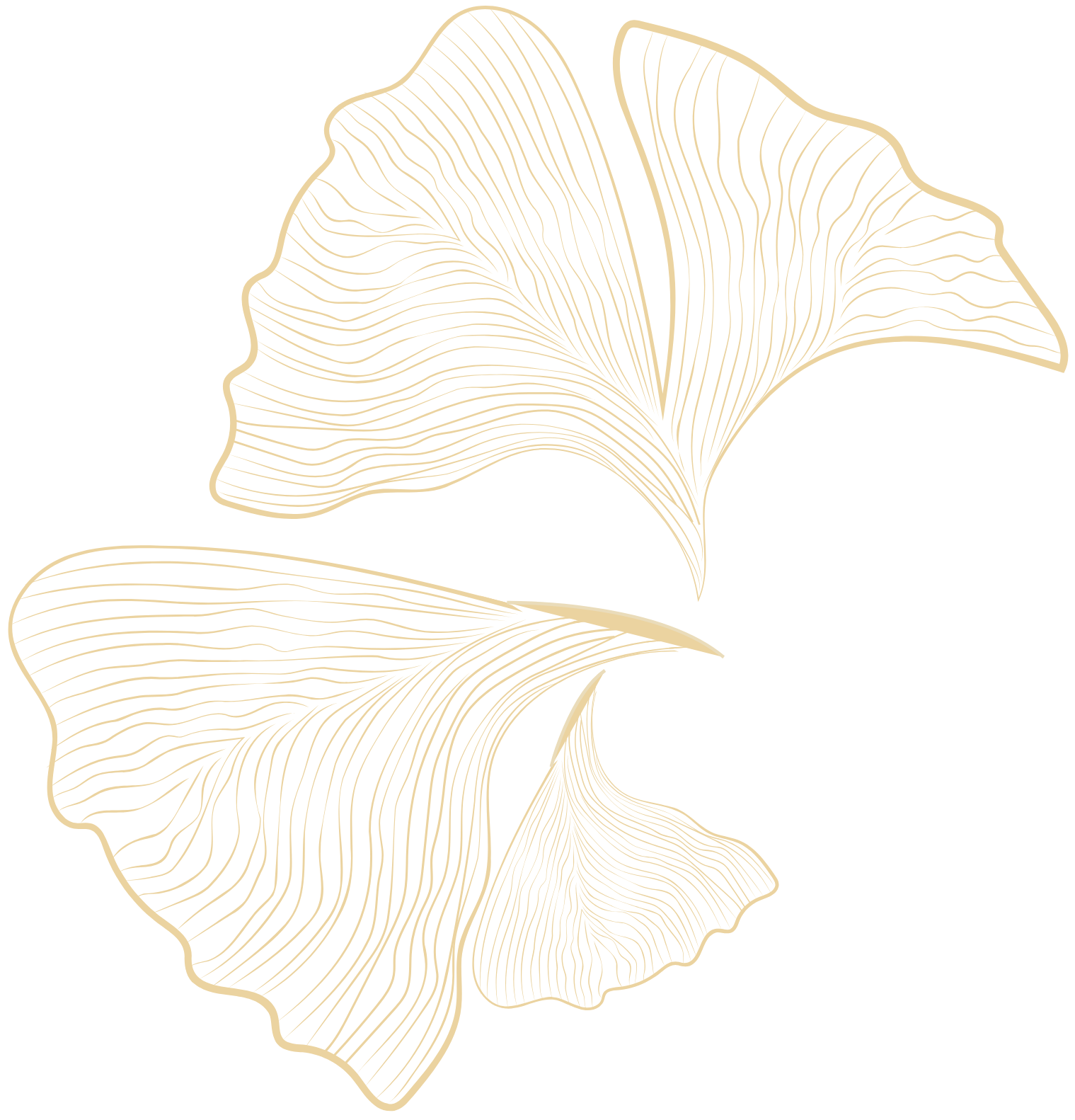 Line art of two ginkgo leaves in beige, with detailed vein patterns, set against a black background.