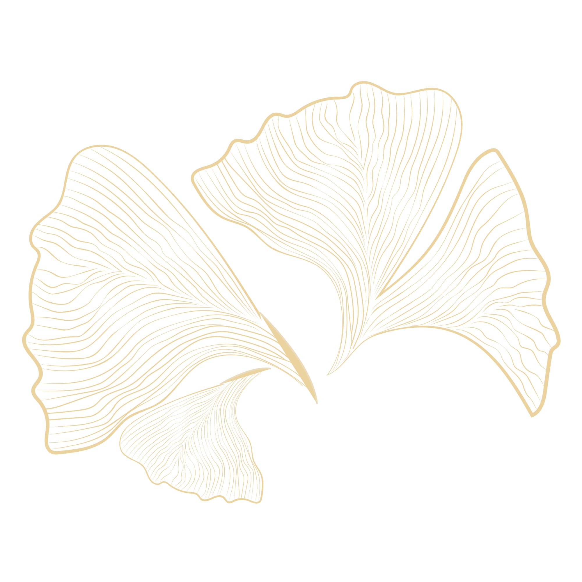 Stylized line drawing of a ginkgo leaf in gold on a black background.