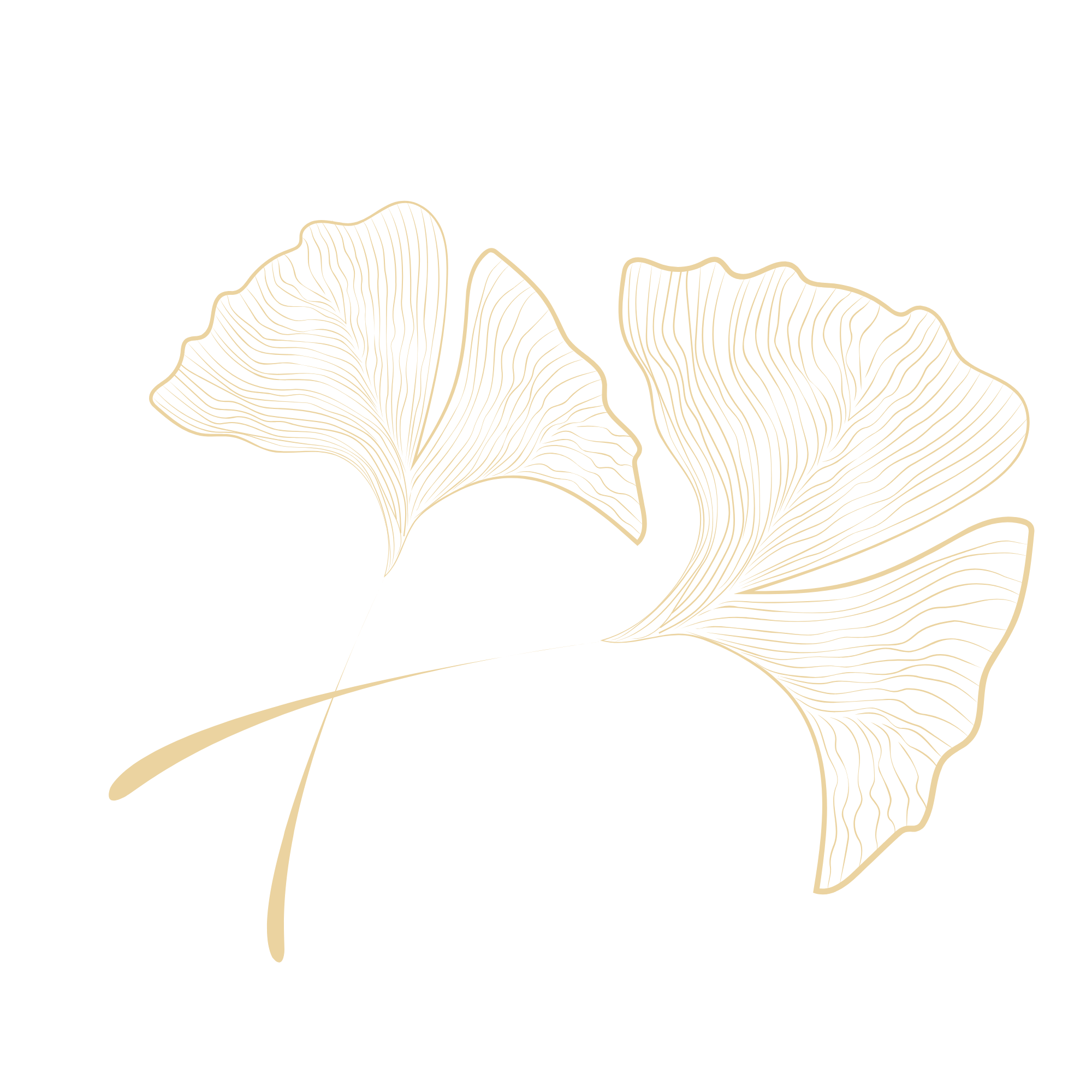Golden line art illustration of ginkgo leaves on a black background.